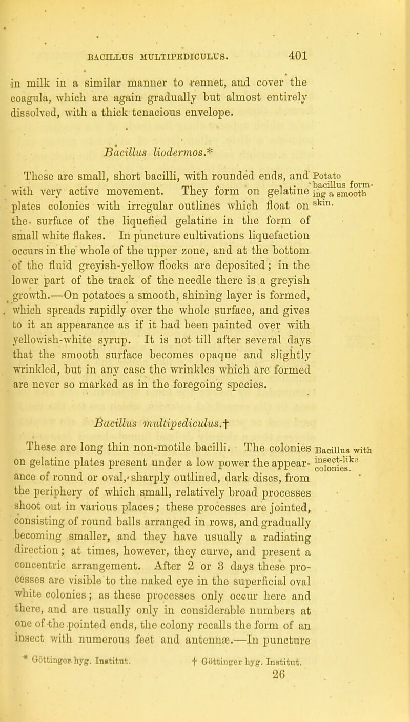 in milk in a similar manner to -rennet, and cover the coagula, which are again gradually but almost entirely dissolved, with a thick tenacious envelope. Bacillus liodermos.'^ These are small, short bacilli, with rounded ends, and Potato .., ,. , rrn 1 J. • ■ bacillus f oi-Hi With very active movement. ihey lorm on gelatme g, gmooth plates colonies with irregular outlines which float on the- surface of the liquefied gelatine in the form of small white flakes. In puncture cultivations liquefaction occurs in the' whole of the upper zone, and at the bottom of the fluid greyish-yellow flocks are deposited; in the lower part of the track of the needle there is a greyish growth.—On potatoes a smooth, shining layer is formed, which spreads rapidly over the whole surface, and gives to it an appearance as if it had been painted over with yellov.'ish-white syrup. It is not till after several days that the smooth surface becomes opaque and slightly wrinkled, but in any case the wrinkles which are formed are never so marked as in the foregoing species. Bacillus multij^ediculus.f These are long thin non-motile bacilli. The colonies Bacillus with on gelatine plates present under a low power the appear- J.oioniea'^^ ance of round or oval,-sharply outlined, dark discs, from the peripheiy of which small, relatively broad processes shoot out in various places; these processes are jointed, consisting of round balls arranged in rows, and gradually becoming smaller, and they have usually a radiating direction; at times, however, they curve, and present a concentric arrangement. After 2 or 3 days these pro- cesses are visible to the naked eye in the superficial oval white colonies; as these processes only occur here and there, and arc usually only in considerable numbers at one of-the pointed ends, the colony recalls the form of an insect with numerous feet and antennce.—In puncture * aottingop.hyg. Institut. t GOttinger hyg. Institut. 26