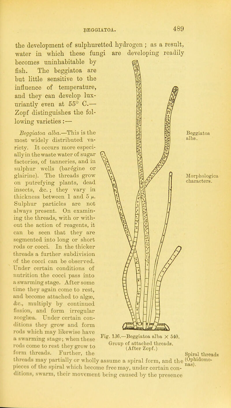 BEGGIATOA. Beggriatoa alba. Morphologica characters. the development of sulphuretted hydrogen ; as a result, water in which these fungi are developing readily becomes uninhabitable by fish. The beggiatoa are but little sensitive to the influence of temperature, and they can develop lux- uriantly even at 55° C.— Zopf distinguishes the fol- lowing varieties:— Beggiatoa alha.—^This is the most widely distributed va- riety. It occurs more especi- ally in the waste water of sugar factories, of tanneries, and in sulphur wells {bar(?gine or glairiue). The threads gi'ow on putrefying plants, dead insects, &c. ; they vary in thickness between 1 and 5 /jl. Sulphur particles are not always present. On examin- ing the threads, with or with- out the action of reagents, it can be seen that they are segmented into long or short rods or cocci. In the thicker threads a further subdivision of the cocci can be observed. Under certain conditions of nutrition the cocci pass into a swarming stage. After some time they again come to rest, and become attached to algte, &c., multiply by continued fission, and form irregular zooglsea. Under certain con- ditions they grow and form rods which may likewise have a swarming stage; when these ^--Beggiatoa alba x S-W. rods come to rest they gi-ow to ^^^^ (MtSpf 0 form threads. Further, the  Spiral threads threads may partially or wholly assume a spiral form, and the (t>phidomo- pieces of the spiral whicli become free may, under certain con- ditions, swarm, their movement being caused by the presence