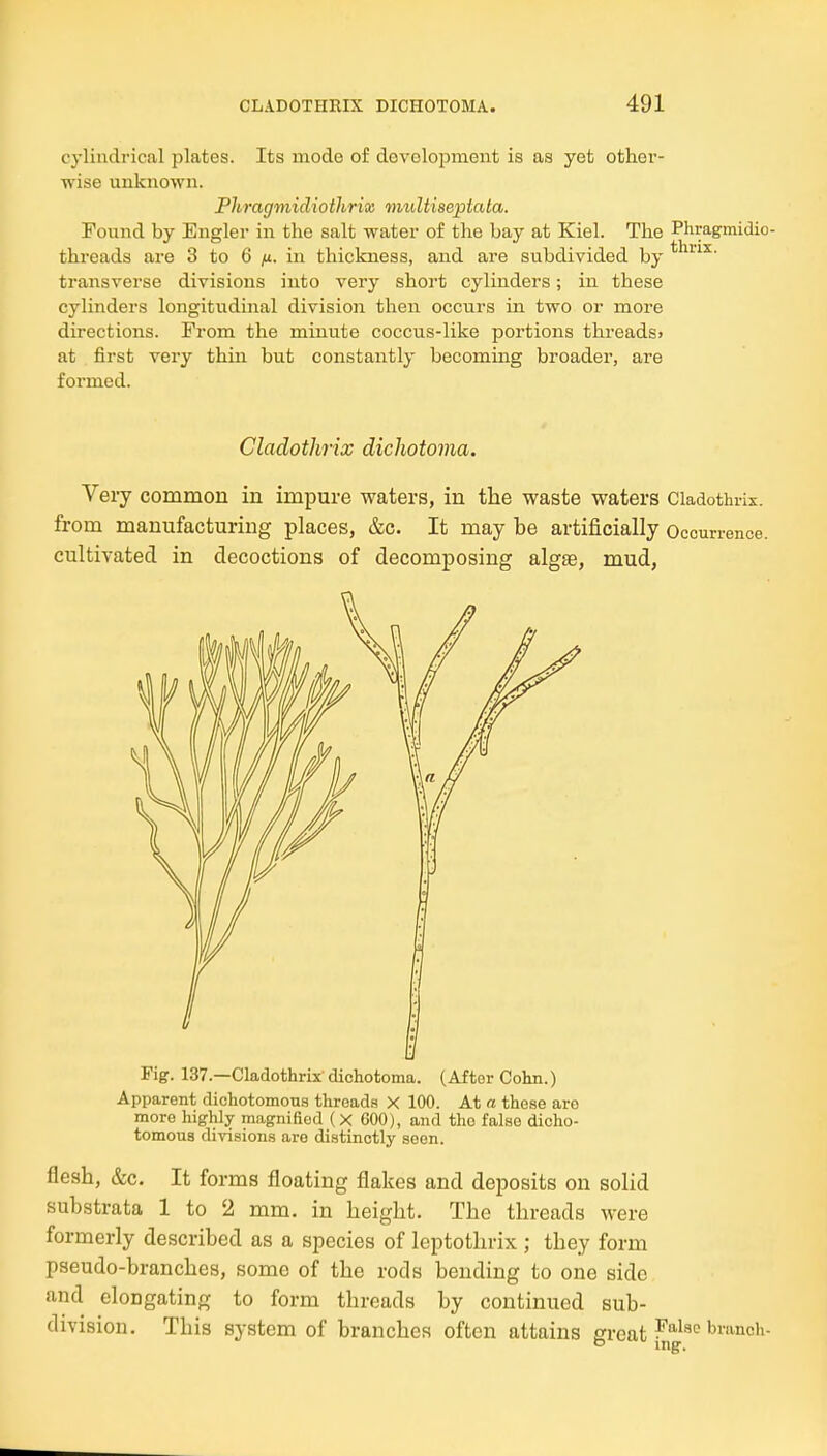 cylindrical plates. Its mode of development is as yet other- wise unknown. Phragmidiothrix 'nudtisepiata. Found by Engler in the salt water of the bay at Kiel. The Phragmidio- threads are 3 to 6 ;u. in thickness, and are subdivided by transverse divisions into very short cylinders; in these cylinders longitudinal division then occurs in two or more directions. From the minute coccus-like portions threads; at first very thin but constantly becommg broader, are formed. Cladothrix dichotoma. Very common in impure waters, in the waste waters Cladothrix. from manufacturing places, &c. It may be artificially Occurrence, cultivated in decoctions of decomposing algae, mud, Fig. 137.—Cladothrix dichotoma. (After Cohn.) Apparent dichotomous threads X 100. At a these are more highly magnified (X 600), and the false dicho- tomous divisions are distinctly seen. flesh, &c. It forms floating flakes and deposits on solid substrata 1 to 2 mm. in height. The threads were formerly described as a species of leptothrix ; they form pseudo-branches, some of the rods bending to one side and eloDgating to form threads by continued sub- division. This system of branches often attains great f^^^'^ branch-