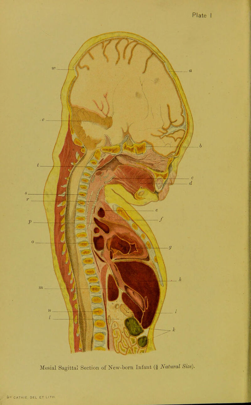 Plate I •f Mesial Sagittal Section of New-born Infant (§ Natural Size). i I i I .(■ f ; =« I'i n If I 'i . % \ CATHIE, DEL ET LITH i