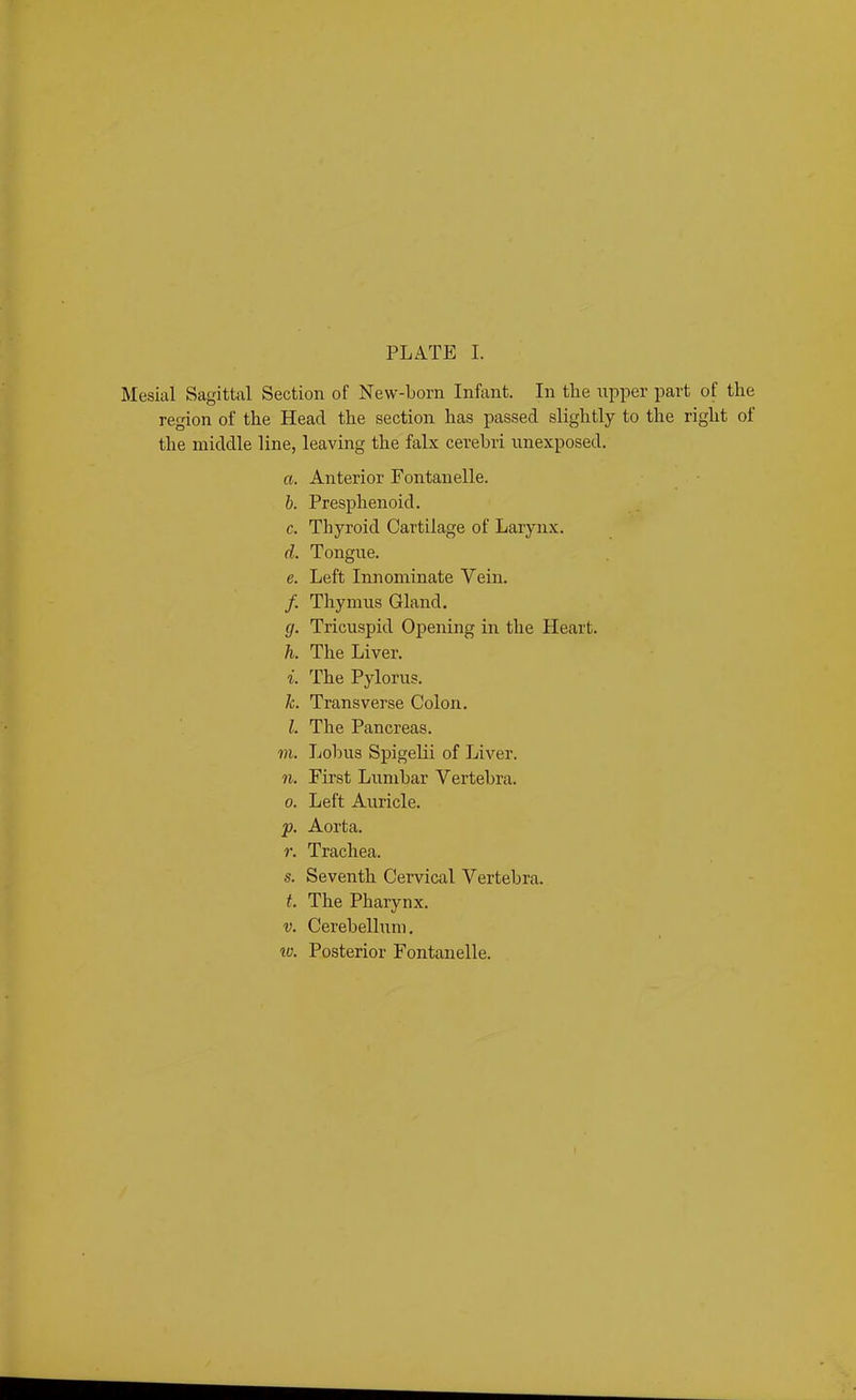 PLATE I. Mesial Sagittal Section of New-born Infant. In tbe upper part of the region of the Head the section has passed slightly to the right of the middle line, leaving the falx cerebri unexposed. a. Anterior Fontanelle. h. Presphenoid. c. Thyroid Cartilage of Larynx. d. Tongue. e. Left Innominate Vein. /. Thymus Gland. g. Tricuspid Opening in the Heart. h. The Liver. i. The Pylorus. k. Transverse Colon. l. The Pancreas. 771. Lobus Spigelii of Liver. n. First Lumbar Vertebra. 0. Left Auricle. p. Aorta. r. Trachea. s. Seventh Cervical Vertebra. t. The Pharynx. V. Cerebellum. 71). Posterior Fontanelle.