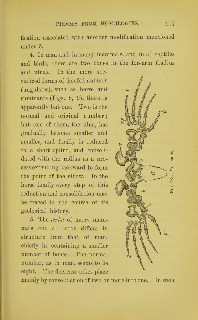 fication associated with another modification mentioned under 5. 4. In man and in many mammals, and in all reptiles and birds, there are two bones in the forearm (radius and ulna). In the more spe- cialized forms of hoofed animals (ungulates), such as horse and ruminants (Figs. 8, 9), there is apparently but one. Two is the normal and original number; but one of them, the ulna, has gradually become smaller and smaller, and finally is reduced to a short splint, and consoli- dated with the radius as a pro- cess extending backward to form the point of the elbow. In the horse family every step of this reduction and consolidation may be traced in the course of its geological history. 5. The lorifit of many mam- mals and all birds differs in structure from that of man, chiefly in containing a smaller number of bones. The normal number, as in man, seems to be eight. The decrease takes place mainly by consolidation of two or more into one. In such