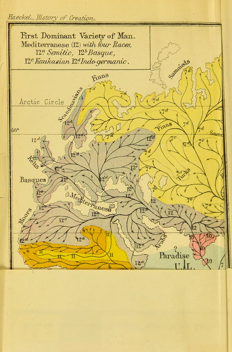 EaeckeL^Eistxrry of Creatiorv. Tirst Dominant Varietyof Man. Mediterranese (12) with Ibitr TLaces, YIF-Semiäc, lZhBasque, Yhc Eaixkdsian 12 flndo-germanic. r \ s\ WA