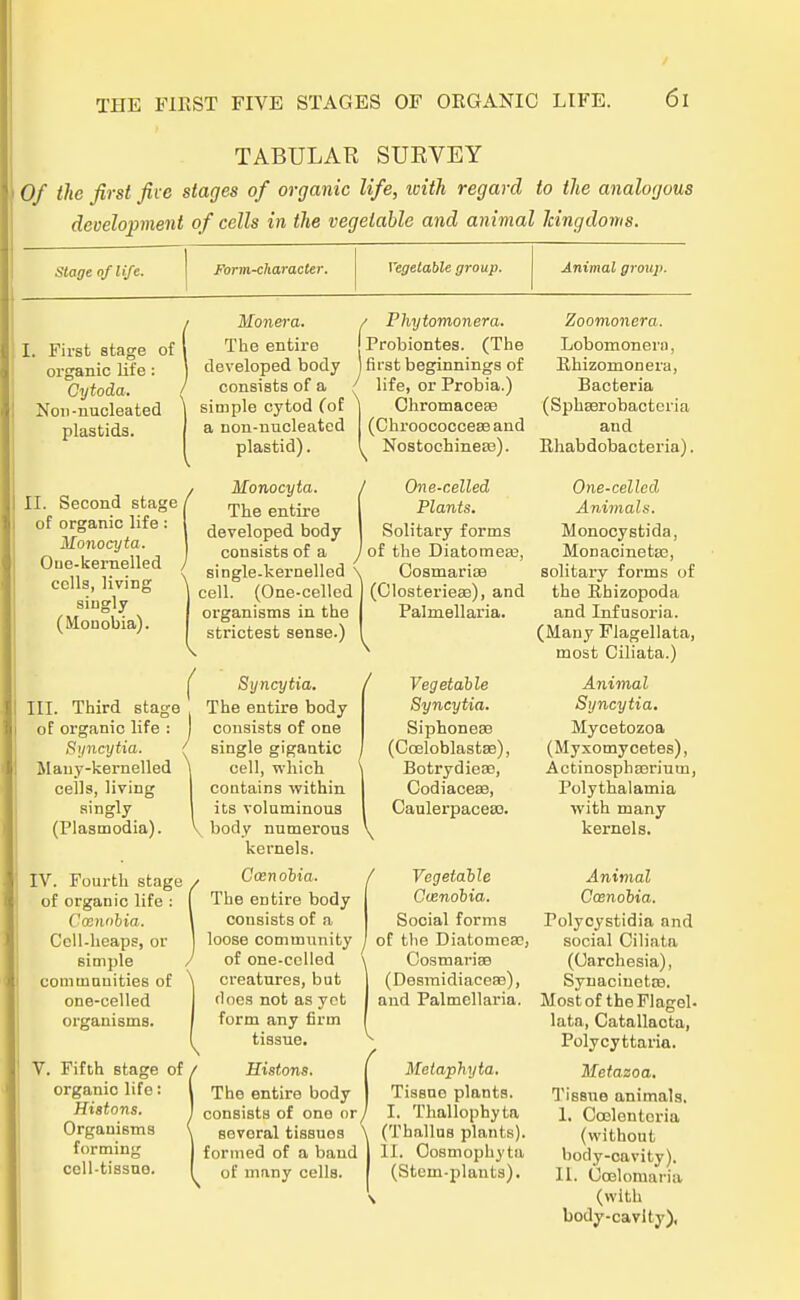 TABULAR SUEVEY Of the first five stages of organic life, icith regard to the analogous deoelopment of cells in the vegelable and animal Mngdoms. Stage oflije. Form-character. Vegelable group. Animal group. I. First stage of organic life: Cytoda. Non-nucleated plastids. II. Second stage of organic life: Monocyta. Oue-kernelled cclls, living siugly (Monobia). III. Third stage of organic life : Syncytia. Maiiy-kernelled cells, living singly (Plasmodia). IV. Fourth stage of organic life : Caennhia. Cell-heaps, or simple comtnunities of one-celled organisms. V. Fifth stage of, organic life: Histons. Organisms forming cell-tissuo. Monera. / Phytomonera. The entire Probiontes. (The developed body j first beginnings of life, or Probia.) consists of a simple cytod (of a non-nucleated plastid). Honocyta. The entire developed body consists of a single-kernelled \ cell. (One-celled organisms in the strictest sense.) Syncytia. The entire body consists of one single gigantic cell, which. contains within its voluminous body numerous kernels. Ccenobia. The entire body consists of a loose Community of one-celled creatures, but rloes not as yet form any firm tissue. Histons. The entire body consists of one or / sevoral tissues fornied of a band of many cells. Chromacese (Chroococcese and Nostochineas). One-celled Plants. Solitary forms of the Diatomea?, Cosmarias (Closterieae), and Palmellaria. Vegetable Syncytia. SiphoneSB (Cceloblastae), Botrydieso, Codiaceae, Caulerpaceao. Vegetable Ccenobia. Social forms of the DiatomesD, Cosmariaa (Desmidiaceaa), and Palmellaria. Metaphyta. Tissne plants. I. Thallophyta (Thallus plants). IL Oosmophyta (Stcm-plants). Zoomonera. Lobomonern, Ehizomonera, Bacteria (Sphaarobacteria and Rhabdobacteria). One-celled Animals. Monocystida, Monacineta?, solitary forms of the Rhizopoda and Infusoria. (Many Flagellata, most Ciliata.) Animal Syncytia. Mycetozoa (Myxomycetes), Actinosphaeriuin, Polythalamia with many kernels. Animal Ccenobia. Tolycystidia and social Ciliata (Carchesia), Synaciuetse. Most of the Flagel- lata, Catallacta, Polycyttaria. Metazoa. Tisßue animals. I. Coelentoria (without body-eavity). II. Ccelomaria (with body-cavlty),