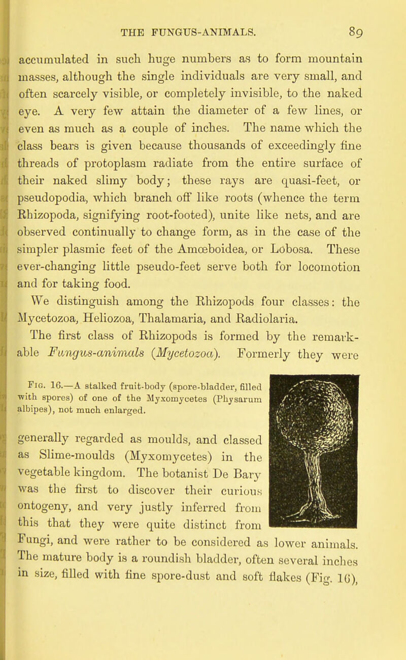 accumulated in such huge numbers as to form mountain masses, although the single individuals are very sniall, and often scareely visible, or completely invisible, to the naked eye. A very few attain the diameter of a few lines, or even as much as a couple of inches. The name which the class bears is given because thousands of exceedingly fine threacls of protoplasm racliate from the entire surface of their naked slimy body; these rays are quasi-feet, or pseudopodia, which branch off like roots (whence the terra Rhizopoda, signifying root-footed), unite like nets, and are observed continually to change form, as in the case of the simpler plasmic feet of the Amceboidea, or Lobosa. These ever-changing little pseudo-feet serve both for locomotion and for taking food. We distinguish among the Rhizopods four classes: the Mycetozoa, Heliozoa, Thalamaria, and Radiolaria. The first class of Rhizopods is formed by the remark- able Fangus-animals (Mycetozoa). Formerly they were Fig. 16.—A stalked fruit-body (spore-bladder, filled with spores) of one of the Myxomycetes (Physaruin albipes), not mach enlarged. generally regarded as moulds, and classed as Slime-moulds (Myxomycetes) in the vegetable kingdom. The botanist De Bary was the first to discover their curious ontogeny, and very justly inferred from this that they were quite distinct from Fungi, and were rather to be considered as lower animals. The mature body is a roundish bladder, often several inclies in size, filled with fine spore-dust and soft flakes (Fig. IG),