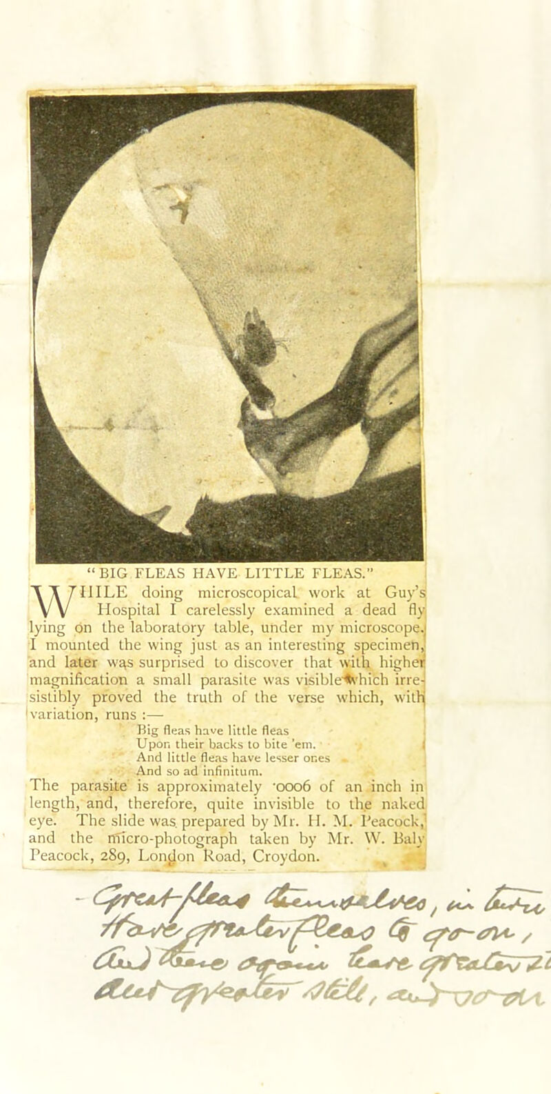 WHILE doing microscopical work at Guy’s; Hospital I carelessly examined a dead fly lying on the laboratory table, under my microscopeJ I mounted the wing just as an interesting specimen, and later w^s surprised to discover that with highe« magnification a small parasite was visihle%hich irrei sistibly proved the truth of the verse which, with 'variation, runs :— Big fleas have little fleas Upon their backs to bite ’em. I And little fleas have lesser ones And so ad infinitum. The parasite is approximately 'oooö of an inch in length, and, therefore, quite invisible to the naked eye. The slide was. prepared by Mr. H. M. Peacock,’ and the riTicro-photograph taken by Mr. \V. Baly Peacock, 289, Lonjjon Road, Croydon.