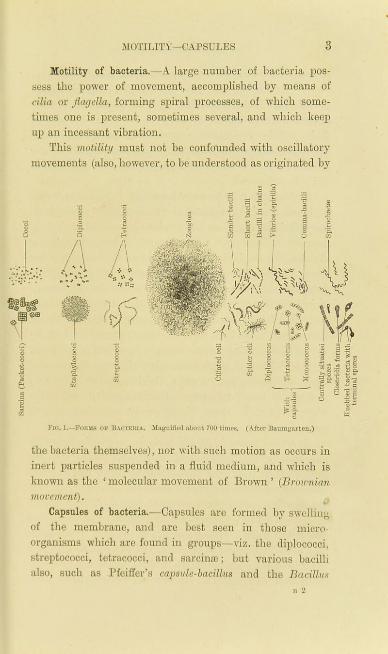 Sarciim (Packet-cocci) Motility of bacteria.—large number of bacteria pos- sess the power of movement, accomplished by means of cilia or flagella, forming spiral processes, of which some- times one is present, sometimes several, and which keep up an incessant vibration. This motility must not be confounded with oscillatory movements (also, however, to be understood as originated by Fio. 1.—Fonsis OP Bacteria. Magnified about 700 times. (After Baumgarten.) the bacteria themselves), nor with such motion as occurs in inert particles suspended in a fluid medium, and which is known as the ‘ molecular movement of Brown ’ (Brownian movement). Capsules of bacteria.—Capsules are formed by swelling of the membrane, and are best seen in those micro- organisms which are found in groups—viz. the diplococci, streptococci, tetracocci, and sarcime; but various bacilli also, such as Pfeiffer’s capsnle-hacillus and the BacilluH H 2