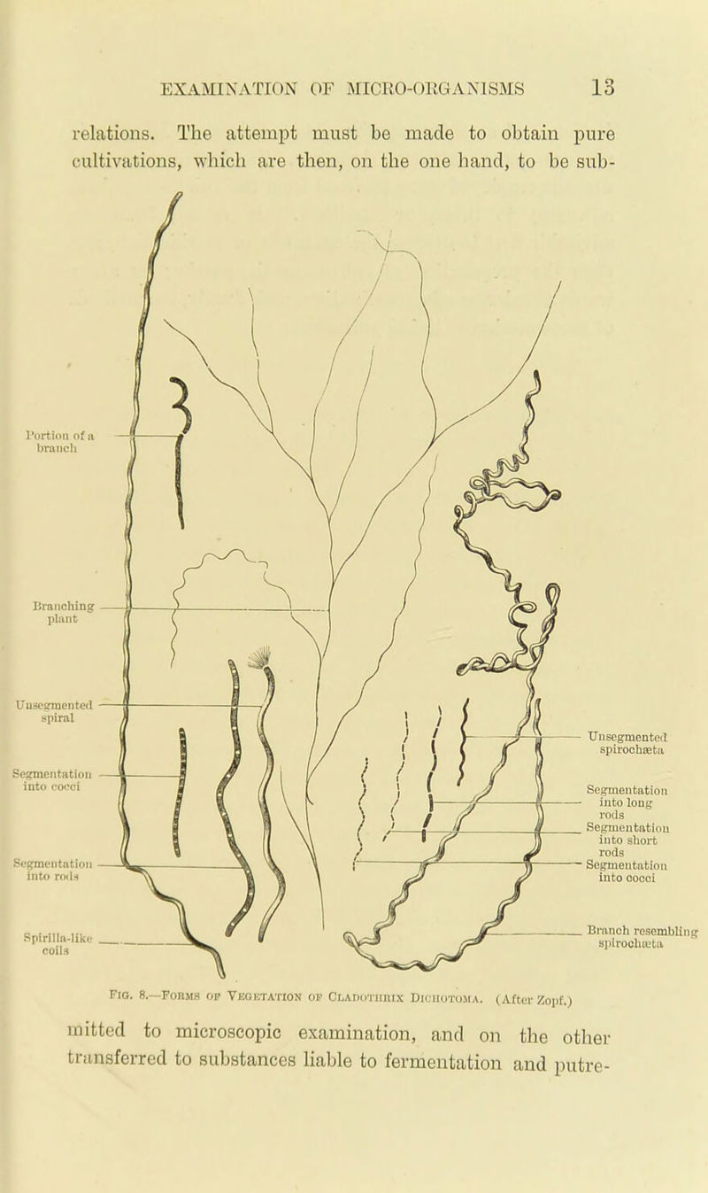 relations. The attempt must be made to obtain pure cultivations, vbicb are then, on the one band, to be sub- TJn segmented spirochseta Segmentation into long rods Segmentation into short rods Segmentation into cocci Branch resembling spirocha;ta mitted to microscopic examination, and on the other transferred to substances liable to fermentation and putre-