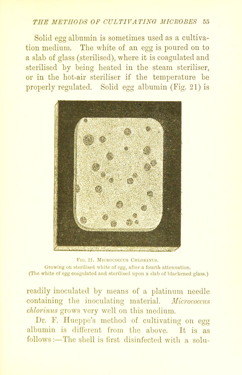 Solid Qoo albumin is sometimes used as a cultiva- tion medium. The white of an egg is poured on to a slab of glass (sterilised), where it is coagulated and sterilised by being heated in the steam steriliser, or in the hot-air steriliser if the temperature be properly regulated. Solid egg albumin (Fig. 21) is Fifj. 21. Micrococcus Ciiloiiinus. Growing on sterilised wliite of egg, after a fourUi atlciiuatloii. (The white of egg coagulated and sterill.'jed iijioii a slab of blackened glass.) readily inoculated by means of a platinum needle containing the inoculating material. Micrococaia chlorinus grows very well on this medium. Dr. F. Hucppc's method of cultivating on egg albumin is different from tlic above. It is as follows:—The shell is lirst disinfected with a solu-