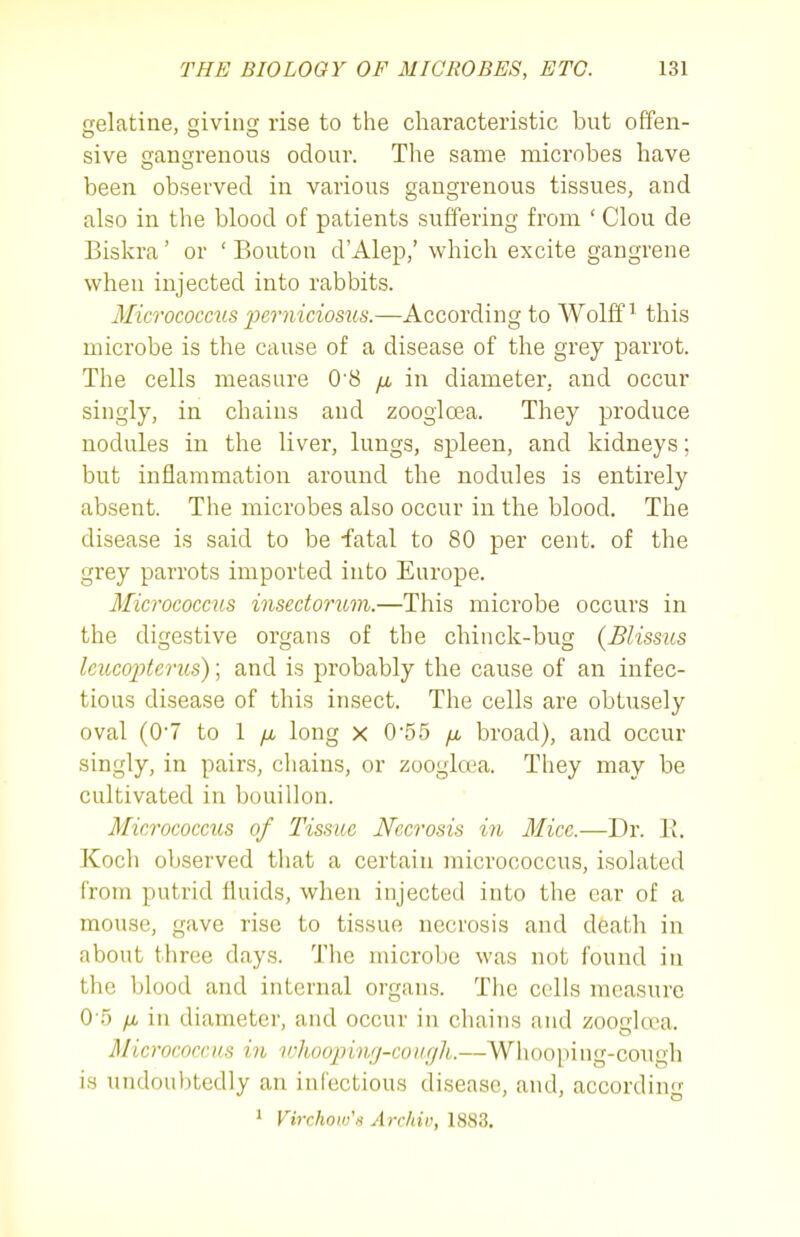 celatine, oivins; rise to the characteristic but offen- sive anQ;renous odour. The same microbes have been observed in various gangrenous tissues, and also in the blood of patients suffering from ' Clou de Biskra' or ' Bouton d'Alep,' which excite gangrene when injected into rabbits. Micrococms pcrniciosus.—According to Wolffs this microbe is the cause of a disease of the grey parrot. The cells measure 0'8 yu, in diameter, and occur singly, in chains and zoogloea. They produce nodules in the liver, lungs, spleen, and kidneys; but inflammation around the nodules is entirely absent. The microbes also occur in the blood. The disease is said to be fatal to 80 per cent, of the grey parrots imported into Europe. Micrococcus insectorum.—This microbe occurs in the digestive organs of the chinck-bug {Blissus leucojJterus); and is probably the cause of an infec- tious disease of this insect. The cells are obtusely oval (0-7 to 1 /i long x 0-55 /a broad), and occur singly, in pairs, chains, or zoogiwa. They may be cultivated in bouillon. Micrococcus of Tissue Necrosis in Mice.—Dr. E. Koch observed that a certain micrococcus, isolated from putrid fluids, when injected into the ear of a mouse, gave rise to tissue necrosis and death in about three days. The microbe was not found in the blood and internal organs. The cells measure 0 5 /X in diameter, and occur in chains and zoogloea. Micrococcus in ivhooping-cough.—Whooping-cough is undoubtedly an infectious disease, and, according 1 Virchow'n Archiv, 1883.