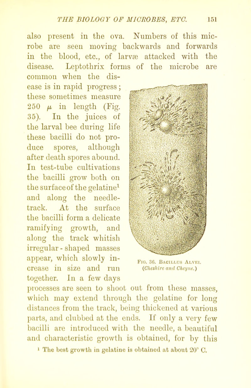 also present in the ova. Numbers of this mic- robe are seen moving backwards and forwards in the blood, etc., of larvpe attacked with the disease. Leptothrix forms of the microbe are common when the dis- ease is in rapid progress ; these sometimes measure 250 fjb in length (Fig. 35). In the juices of the larval bee during life these bacilli do not pro- duce spores, although after death spores abound. In test-tube cultivations the bacilli grow both on the surface of the gelatine^ and along the needle- track. At the surface the bacilli form a delicate ramifying growth, and along the track whitish irregular - shaped masses appear, which slowly in- crease in size and run together. In a few days jjrocesses are seen to shoot out from tliese masses, which may e.x.tcnd through the gelatine for long distances from the trade, being thickened at various parts, and clubbed at the cuds. If only a very few bacilli are introduced with the needle, a beautiful and characteristic growtli is obtained, for by this 1 The best growth in gelatine is obtained at about 20 C. Fig. 30. Bacillus Alvei. (Cheshire and Cheyne.)
