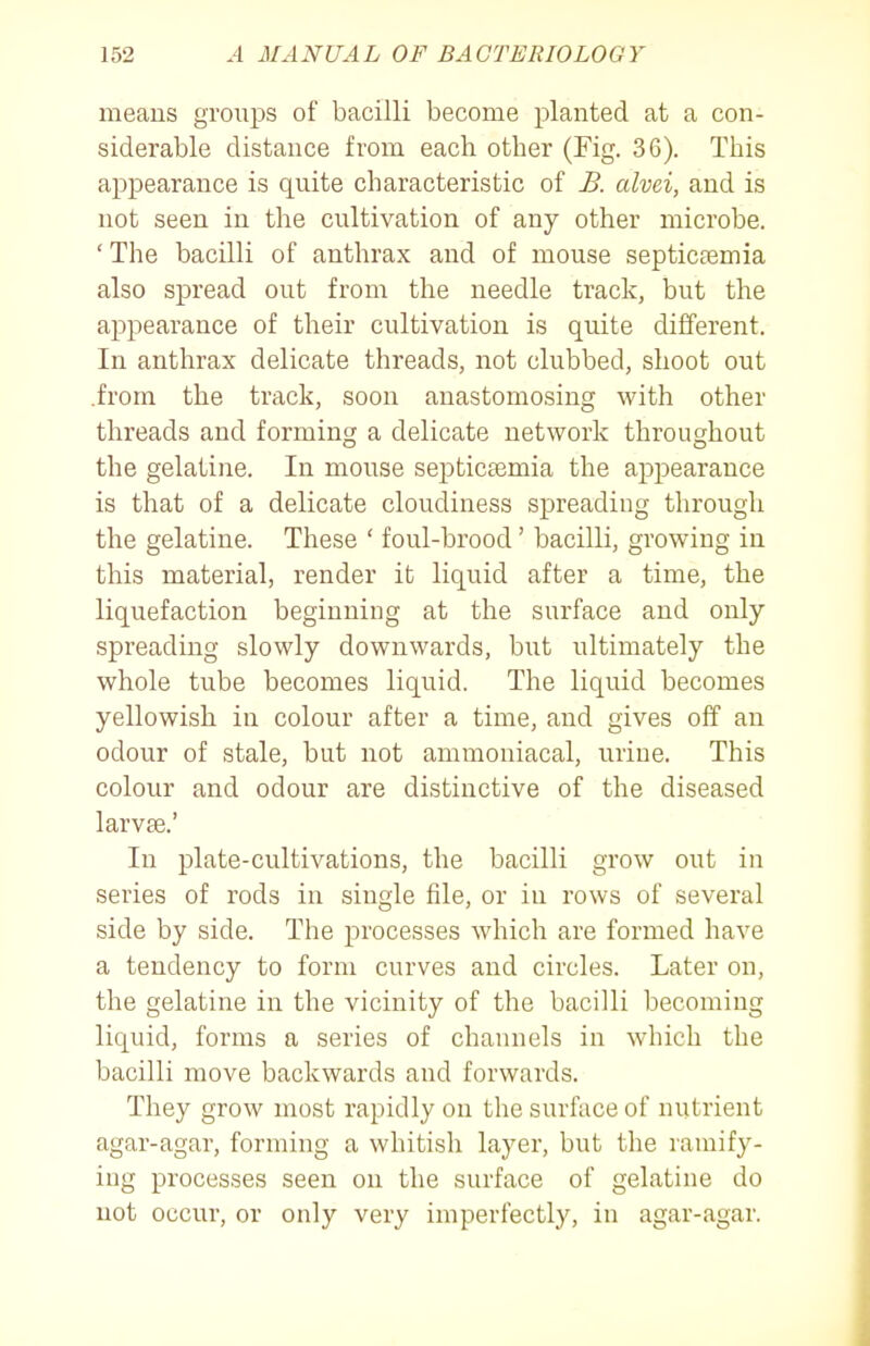 means groups of bacilli become planted at a con- siderable distance from each other (Fig. 36). This appearance is quite characteristic of B. alvei, and is not seen in the cultivation of any other microbe. ' The bacilli of anthrax and of mouse septicfemia also spread out from the needle track, but the appearance of their cultivation is quite different. In anthrax delicate threads, not clubbed, shoot out .from the track, soon anastomosing with other threads and forming a delicate network throughout the gelatine. In mouse septicaemia the appearance is that of a delicate cloudiness spreading through the gelatine. These * foul-brood' bacilli, growing in this material, render it liquid after a time, the liquefaction beginning at the surface and only spreading slowly downwards, but ultimately the whole tube becomes liquid. The liquid becomes yellowish in colour after a time, and gives off an odour of stale, but not ammoniacal, urine. This colour and odour are distinctive of the diseased larvae.' In plate-cultivations, the bacilli grow out in series of rods in single file, or in rows of several side by side. The processes which are formed have a tendency to form curves and circles. Later on, the gelatine in the vicinity of the bacilli becoming liquid, forms a series of channels in which the bacilli move backwards and forwards. They grow most rapidly on the surface of nutrient agar-agar, forming a whitish layer, but the ramify- ing processes seen on the surface of gelatine do not occur, or only very imperfectly, in agar-agar.