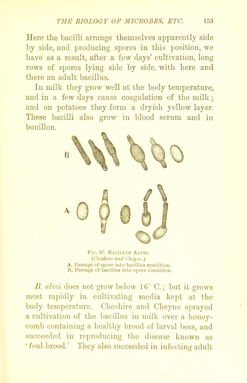 Here the bacilli arrange themselves apparently side by side, and producing spores in this position, we have as a result, after a few days' cultivation, long rows of spores lying side by side, with here and there an adult bacillus. lu milk they grow well at the body temperature, and in a few days cause coagulation of the milk ; and on potatoes they form a dryish yellow layer. These bacilli also grow in blood serum and in bouillon. Fici. 37. Bacillus Alvei. (Cheshire anil Chcyiw.) A, PiLSsage of Bporn into bacillus condition. 13, Passage of bacillus into sijore condition. B. tdvci does not grow below 16° C.; but it grows most rapidly in cultivating media kept at the body temperature. Cheshire and Cheyne sprayed a cultivation of the bacillus in milk over a honey- comb containing a healthy brood of larval bees, and succeeded in reproducing the disease known as ' foul-brood.' They also succeeded in infecting adult I