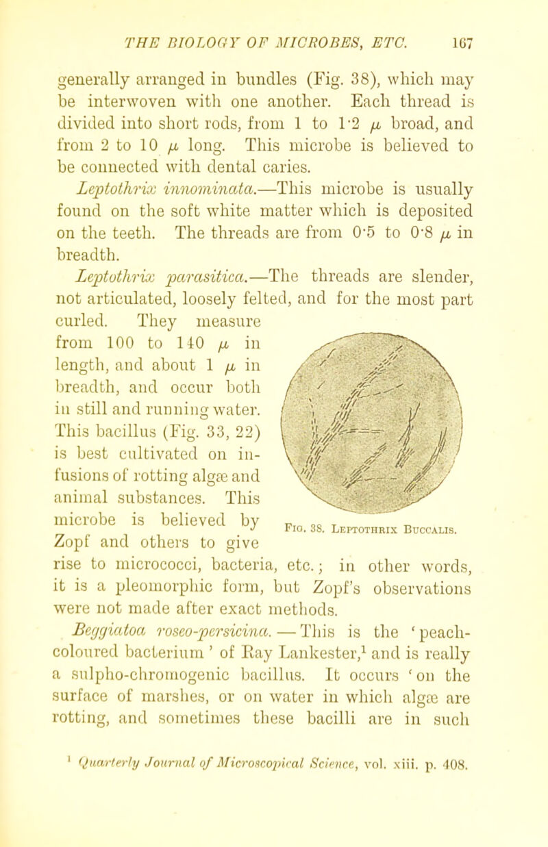 generally arranged in bundles (Fig. 38), which may be interwoven with one another. Each thread is divided into short rods, from 1 to 1'2 yu, broad, and from 2 to 10 yu, long. This microbe is believed to be connected with dental caries. Leptothrix innominata.—This microbe is usually found on the soft white matter which is deposited on the teeth. The threads are from 0-5 to 0-8 /a in breadth. Zeptoihrix parasitica.—The threads are slender, not articulated, loosely felted, and for the most part curled. They measure from 100 to 140 /x in length, and about 1 /j, in l)readth, and occur both in still and running water. This bacillus (Fig. 33, 22) is best cultivated on in- fusions of rotting alga3 and animal substances. This microbe is believed by Zopf and others to give rise to micrococci, bacteria, etc.; in other words, it is a pleomorphic form, but Zopf's observations were not made after exact methods. Begcjiatoa roseo-persicina. — This is the ' peach- coloured bacterium ' of Eay Lankester,^ and is really a sulpho-chroniogenic bacillus. It occurs 'on the surface of marshes, or on water in which algte are rotting, and sometimes these bacilli arc in such Fio. 38. Leptothrix Buccalis. ' Quarterly JoH7-nal of Microsco2nral Science, vol. .xiii. p. 408.