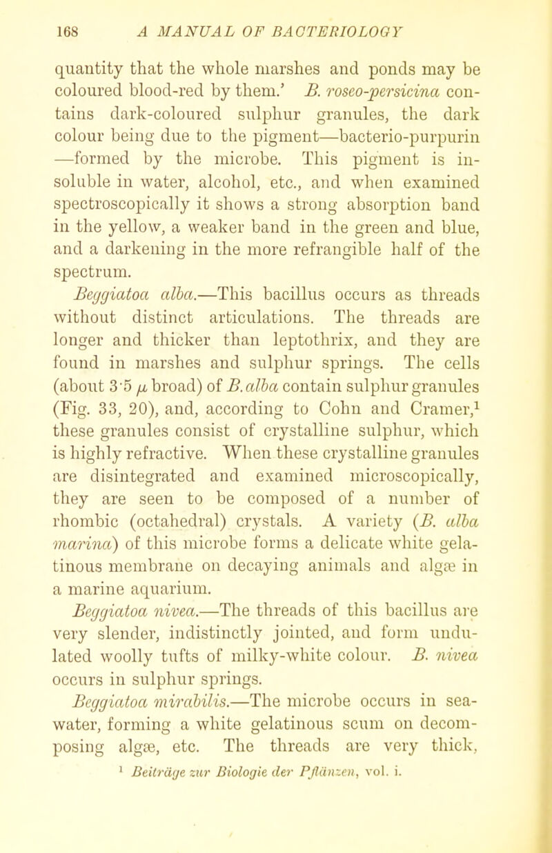 quantity that the whole marshes and ponds may be coloured blood-red by them.' B. roseo-persicina con- tains dark-coloured sulphur granules, the dark colour being due to the pigment—bacterio-purpurin —formed by the microbe. This pigment is in- soluble in water, alcohol, etc., and when examined spectroscopically it shows a strong absorption band in the yellow, a weaker band in the green and blue, and a darkening in the more refrangible half of the spectrum. Beggiatoa alba.—This bacillus occurs as threads without distinct articulations. The threads are longer and thicker than leptothrix, and they are found in marshes and sulphur springs. The cells (about 3'5 /Abroad) oiB.aJba contain sulphur granules (Fig. 33, 20), and, according to Cohn and Cramer,^ these granules consist of crystalline sulphur, which is highly refractive. When these crystalline granules are disintegrated and examined microscopically, they are seen to be composed of a number of rhombic (octahedral) crystals. A variety {B. alha marina) of this microbe forms a delicate white gela- tinous membrane on decaying animals and algse in a marine aquarium. Beggiatoa nivea.—The threads of this bacillus ai'e very slender, indistinctly jointed, and form undu- lated woolly tufts of milky-white colour. B. nivea occurs in sulphur springs. Beggiatoa mirahilis.—The microbe occurs in sea- water, forming a white gelatinous scum on decom- posing algae, etc. The threads are very thick, ^ Beiirdije zur Biologie der Pfliinzen, vol. i.