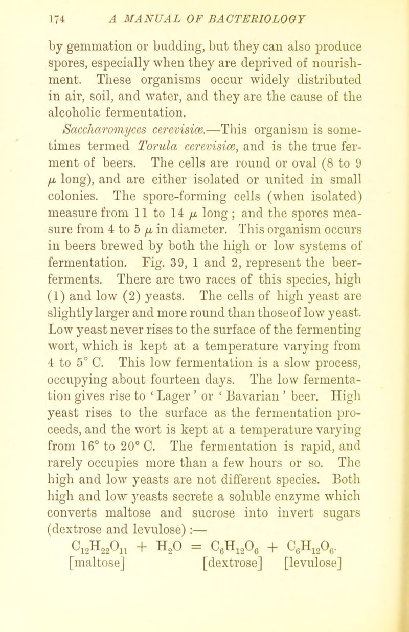 by gemmation or budding, but they can also produce spores, especially when they are deprived of nourish- ment. These organisms occur widely distributed in air, soil, and water, and they are the cause of the alcoholic fermentation. Saccliaromyces cerevisice.—Tliis organism is some- times termed Torula cerevisice, and is the true fer- ment of beers. The cells are round or oval (8 to 9 fjb long), and are either isolated or united in small colonies. The spore-forming cells (when isolated) measure from 11 to 14 yu, long ; and the spores mea- sure from 4 to 5 /A in diameter. This organism occurs in beers brewed by both the high or low systems of fermentation. Fig. 39, 1 and 2, represent the beer- ferments. There are two races of this species, high (1) and low (2) yeasts. The cells of high yeast are slightly larger and more round than thoseof low yeast. Low yeast never rises to the surface of the fermenting wort, which is kept at a temperature varying from 4 to 5° C. This low fermentation is a slow process, occupying about fourteen days. The low fermenta- tion gives rise to ' Lager' or ' Bavarian ' beer. Higli yeast rises to the surface as the fermentation pro- ceeds, and the wort is kept at a temperature varying from 16° to 20° C. The fermentation is rapid, and rarely occupies more than a few hours or so. The high and low yeasts are not different species. Both high and low yeasts secrete a soluble enzyme which converts maltose and sucrose into invert sugars (dextrose and levulose):— [maltose] [dextrose] [levulose]