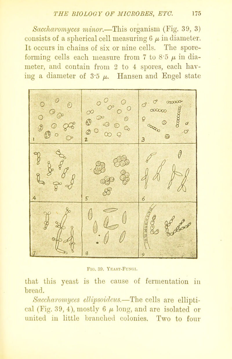 Saccharomyces minor.—This organism (Fig. 39, 3) consists of a spherical cell measuring 6 fx in diameter. It occurs in chains of six or nine cells. The spore- forming cells each measure from 7 to 8'5 /j. in dia- meter, and contain from 2 to 4 spores, each hav- ing a diameter of 35 Hansen and Engel state Q-GP O^ 0 CP 0 ao o z ^. (f axoa>- OOOOCO S 8 3 ® 4 6 1 J \ C4 8 5 Fig. 30. Yeast-Funoi. that this yeast is the cause of fermentation in bread. Saccharomyces ellipsoidcus.—The cells are ellipti- cal (Fig. 39, 4), mostly 6 yu, long, and are isolated or united in little branched colonies. Two to four