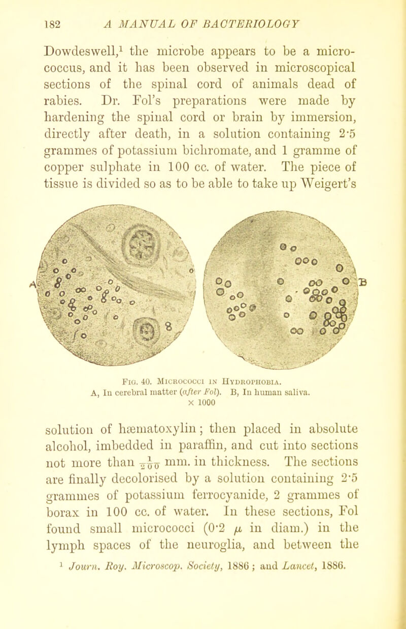 Dowdeswell,^ the microbe appears to be a micro- coccus, and it has been observed in microscopical sections of the spinal cord of animals dead of rabies. Dr. Fol's preparations were made by hardening the spinal cord or brain by immersion, directly after death, in a solution containing 2-5 grammes of potassium bichromate, and 1 gramme of copper sulphate in 100 cc. of water. The piece of tissue is divided so as to be able to take up Weigert's solution of hcematoxylin; then placed in absolute alcohol, imbedded in paraffin, and cut into sections not more than -o^o mm. in thickness. The sections are finally decolorised by a solution containing 2*5 grammes of potassium ferrocyanide, 2 grammes of borax in 100 cc. of water. In these sections, Fol found small micrococci (0*2 fi in diam.) in the lymph spaces of the neuroglia, and between the 1 Journ. Boy. Microscop. Society, 1886 ; aud Lancet, 1886. Fio. 40. Micuococui in Hydrophobia. A, In cerebral matter (after Fol). B, lu human saliva. X 1000