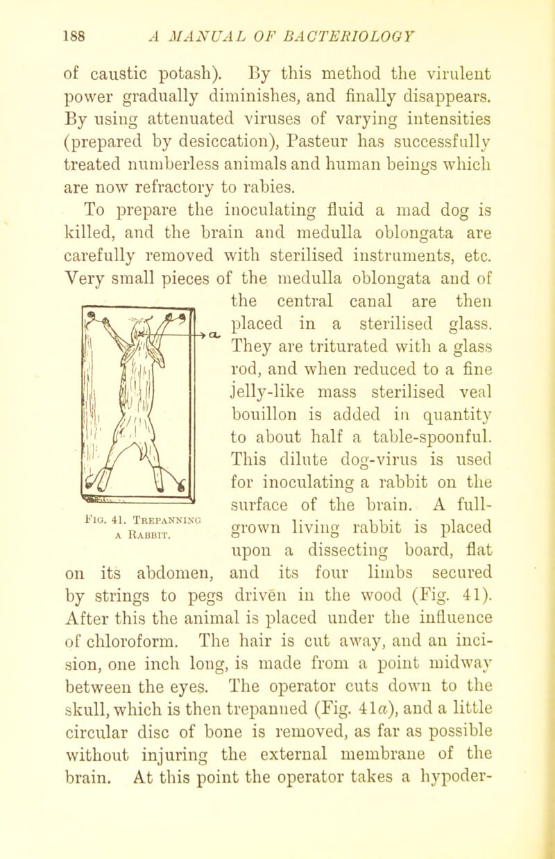 of caustic potash). By this method the virulent power gradually diminishes, and finally disappears. By using attenuated viruses of varying intensities (prepared by desiccation), Pasteur has successfully treated numberless animals and human beings which are now refractory to rabies. To prepare the inoculating fluid a mad dog is killed, and the brain and medulla oblongata are carefully removed with sterilised instruments, etc. Very small pieces of the medulla oblongata and of on its abdomen, and its four limbs secured by strings to pegs driven in the wood (Fig. 41). After this the animal is placed under the influence of chloroform. The hair is cut away, and an inci- sion, one inch long, is made from a point midway between the eyes. The operator cuts down to the skull, which is then trepanned (Fig. 41a), and a little circular disc of bone is removed, as far as possible without injuring the external membrane of the brain. At this point the operator takes a hypoder- Kio. 41. Trepanning A Rabbtt. the central canal are then placed in a sterilised glass. They are triturated with a glass rod, and when reduced to a fine jelly-like mass sterilised veal bouillon is added in quantity to about half a table-spoonful. This dilute dog-virus is used for inoculatins; a rabbit on the surface of the brain. A full- grown living rabbit is placed upon a dissecting board, flat