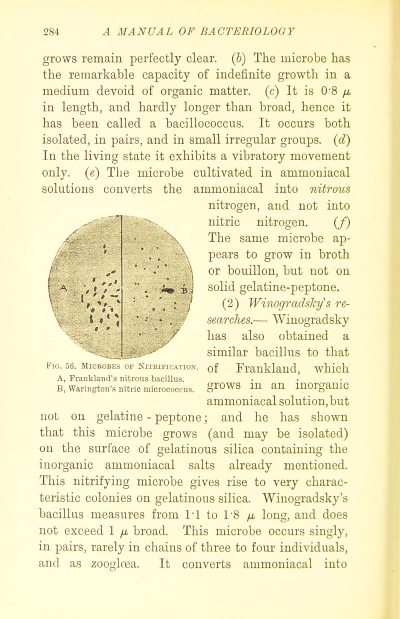 grows remain perfectly clear, (b) The microbe has the remarkable capacity of indefinite growth in a medium devoid of organic matter, (c) It is 0'8 fi in length, and hardly longer than broad, hence it has been called a bacillococciis. It occurs both isolated, in pairs, and in small irregular groups, (d) In the living state it exhibits a vibratory movement only, (e) The microbe cultivated in ammoniacal solutions converts the ammoniacal into nitrous nitrogen, and not into nitric nitrogen. (/) The same microbe ap- pears to grow in broth or bouillon, but not on solid gelatine-peptone. (2) Winogradsky's re- searches.— Winogradsky has also obtained a similar bacillus to that of Trankland, which grows in an inorganic ammoniacal solution, but not on gelatine - peptone; and he has shown that this microbe grows (and may be isolated) on the surface of gelatinous silica containing the inorganic ammoniacal salts already mentioned. This nitrifying microbe gives rise to very charac- teristic colonies on gelatinous silica. Winogradsky's bacillus measures from Tl to TS yu, long, and does not exceed 1 /x broad. This microbe occurs singly, in pairs, rarely in chains of three to four individuals, and as zoogirea. It converts ammoniacal into 4 t I ♦ , t 1 Fig. 56. Microbes of Nitrification. A, Fraiikland's nitrous bacillus. B, Warington's nitric micrococcus.