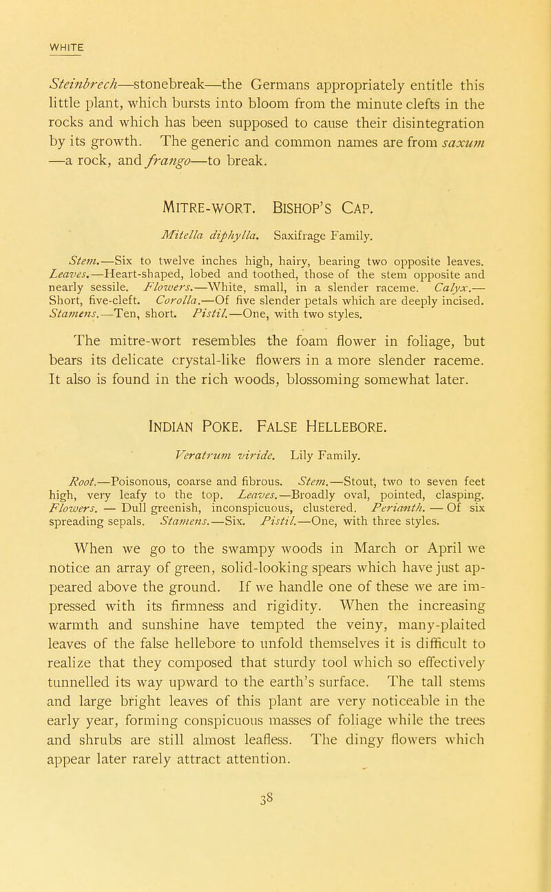 Steinbrech—stonebreak—the Germans appropriately entitle this little plant, which bursts into bloom from the minute clefts in the rocks and which has been supposed to cause their disintegration by its growth. The generic and common names are from saxum —a rock, and fra7igo—to break. MiTRE-woRT. Bishop's Cap. Mitella diphylla. Saxifrage Family. Stem.—Six to twelve inches high, hairy, bearing two opposite leaves. Leaves.—Heart-shaped, lobed and toothed, those of the stem opposite and nearly sessile. Flotvers.—White, small, in a slender raceme. Calyx.— Short, five-cleft. Corolla.—Of five slender petals which are deeply incised. Stat)ieiis.—Ten, short. Pistil.—One, with two styles. The mitre-wort resembles the foam flower in foliage, but bears its delicate crystal-like flowers in a more slender raceme. It also is found in the rich woods, blossoming somewhat later. Indian Poke. False Hellebore. Veratrmn viride, Lily Family. Root.—Poisonous, coarse and fibrous. Stein.—Stout, two to seven feet high, veiy leafy to the top. Leaves.—Broadly oval, pointed, clasping. Flowers. — Dull greenish, inconspicuous, clustered. Perianth. — Of six spreading sepals. Stamens.—Six. Pistil.—One, with three styles. When we go to the swampy woods in March or April we notice an array of green, solid-looking spears which have just ap- peared above the ground. If we handle one of these we are im- pressed with its firmness and rigidity. When the increasing warmth and sunshine have tempted the veiny, many-plaited leaves of the false hellebore to unfold themselves it is difficult to realize that they composed that sturdy tool which so effectively tunnelled its way upward to the earth's surface. The tall stems and large bright leaves of this plant are very noticeable in the early year, forming conspicuous masses of foliage while the trees and shrubs are still almost leafless. The dingy flowers whicli appear later rarely attract attention.