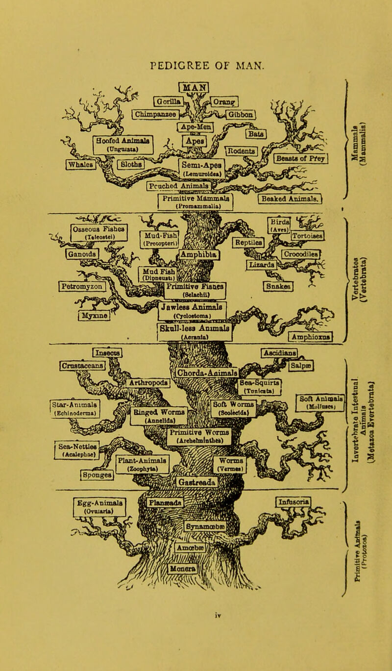 PEDIGREE OF MAN. 1 Beaked Animalg. \ Primitire MammaU (Promunmalia) @9 |In>eowl JawIesB Animals (Cyolortoma) SkdMess Ammala (Aeranlg) m Amphioxoat ICnutaceanBl yH Chorda-Animal» |jlrlIuopoS]Nj^j^J^^^^^ralH 8ea-Sqairta | n//d^|Sofl Worms( I AiiniillaTial Salptel Binged Worms (AnneUds) Soft Anlmalit j Sponges} PrimitiTe 'Worms | (Areb*Imlnthtt) Plant-Animals (ZoophTU) Worms (Yomtt) ■s e •log ^ 5 > 3 Bgg-Animals (OrutrU) jlnftisoria IT