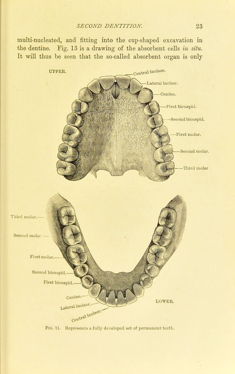 multi-nucleated, and fitting into the cup-shaped excavation in the dentine. Fig. 13 is a drawing of the absorbent cells in situ. It will thus be seen that the so-called absorbent organ is only Lateral incisor. — Canine. First bicuspid. —-Second bicuspid. First molar. Second molar. —Third molar UPPER. Third molar. Second molar. — First molar.— Second bicuspid First LOWER. Lateral Fio. 11. Represents a fully developed set of permanent teeth.