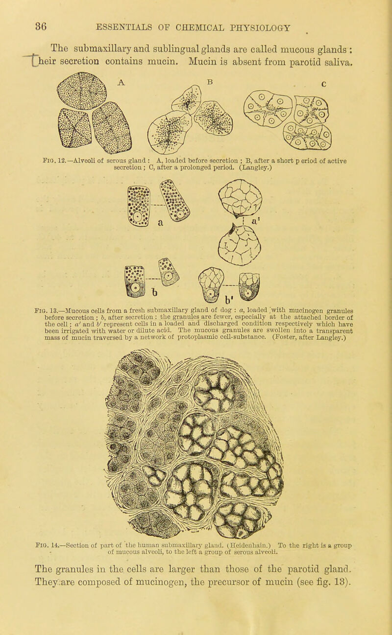 The submaxillary and sublingual glands are called mucous glands : {jxeic secretion contains mucin. Mucin is absent from parotid saliva. Fia. 12.—Alveoli of serous gland : A, loaded before secretion ; B, after a short p eriod of active secretion; C, after a prolonged period. (Langley.) Pig. 13.—Mucous cells from a fresh submaxillary gland of dog : a, loaded 'with mucinogen granules before secretion ; 6, after secretion : the granules are fewer, especially at the attached border of the cell; a' and b' represent cells in a loaded and discharged condition respectively which have been irrigated with water or dilute acid. The mucous granules are swollen into a transparent mass of mucin traversed by a network of protoplasmic ceU-substance. (Foster, after Langley.) FlO. 14.—Section of part of the human submaxillary gland. (Ueidenhain.) To the right is a group of mucous alveoli, to the left a group of serous alveoli. The granules in the cells are larger than those of the parotid gland. They;are composed of mucinogen, the precursor of mucin (see fig. 18).