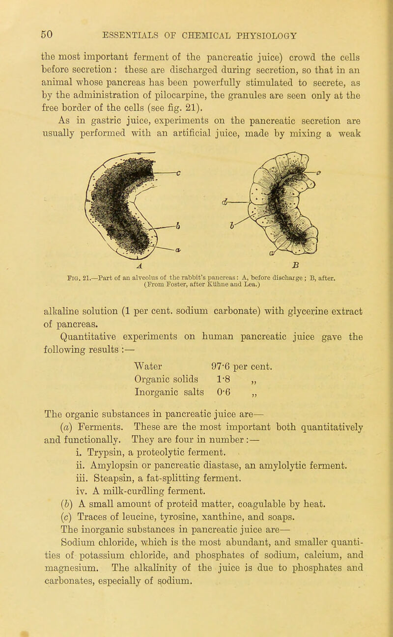 the most important ferment of the pancreatic juice) crowd the cells before secretion : these are discharged during secretion, so that in an animal whose pancreas has been powerfully stimulated to secrete, as by the administration of pilocarpine, the granules are seen only at the free border of the cells (see fig. 21). As in gastric juice, experiments on the pancreatic secretion are usually performed with an artiiicial juice, made by mixing a weak A B Pig. 21.—Part of an alveolus of the rabbit's paucreas: A, before disohaige; B, after. (From Foster, after Kuhne aud Lea.) alkaline solution (1 per cent, sodium carbonate) with glycerine extract of pancreas. Quantitative experiments on human pancreatic juice gave the foUovsdng results :— Water 97*6 per cent. Organic solids 1'8 „ Inorganic salts 0'6 „ The organic substances in pancreatic juice are— {a) Ferments. These are the most important both quantitatively and functionally. They are four in number : — i. Trypsin, a proteolytic ferment. ii. Amylopsin or pancreatic diastase, an amylolytic ferment. iii. Steapsin, a fat-splitting ferment. iv. A milk-curdling ferment. [h) A small amount of proteid matter, coagulable by heat. (c) Traces of leucine, tyrosine, xanthine, and soaps. The inorganic substances in pancreatic juice are— Sodium chloride, which is the most abundant, and smaller quanti- ties of potassium chloride, and phosphates of sodium, calcium, and magnesium. The alkaUnity of the juice is due to phosphates and carbonates, especially of sodium.