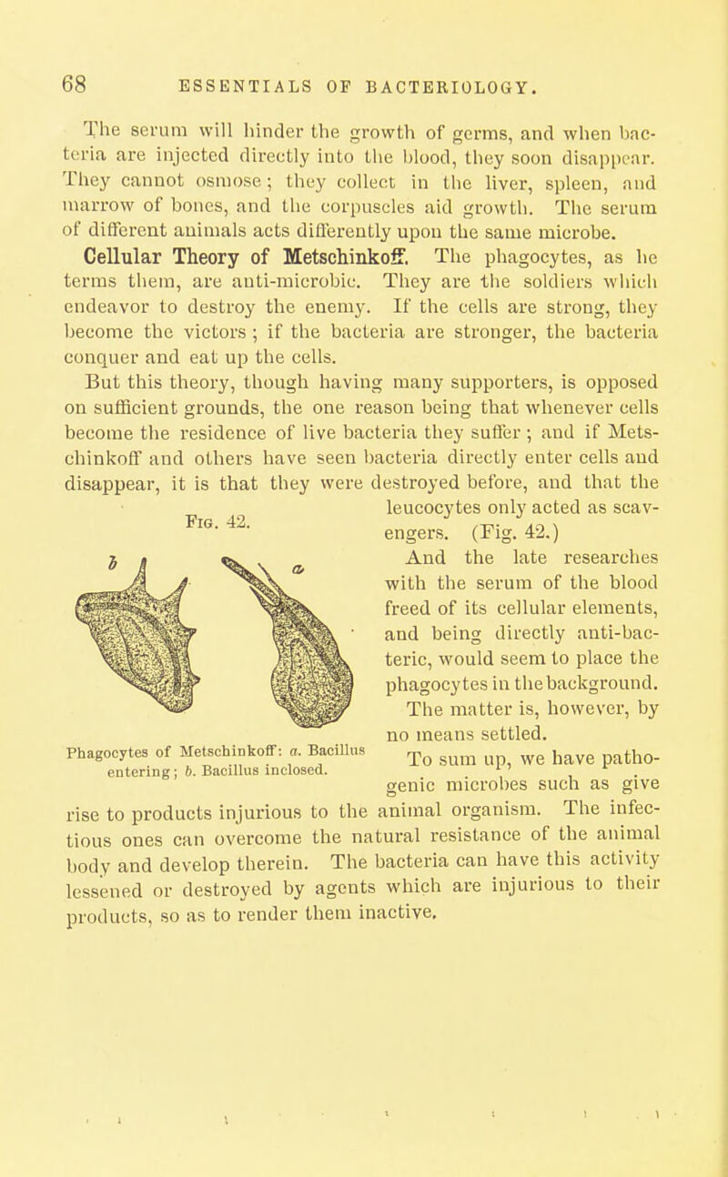 The serum will hinder the growth of germs, and when bac- teria are injected directly into the blood, they soon disappear. They cannot osmose; they collect in the liver, spleen, and marrow of bones, and the corpuscles aid growth. The serum of different animals acts diflerently upon the same microbe. Cellular Theory of Metschinkoff. The phagocytes, as he terras them, are auti-microbic. They are the soldiers which endeavor to destroy the enemy. If the cells are strong, they become the victors ; if the bacteria are stronger, the bacteria conquer and eat up the cells. But this theory, though having many supporters, is opposed on sufficient grounds, the one reason being that whenever cells become the residence of live bacteria they suffer ; and if Mets- chinkoff and others have seen bacteria directly enter cells and disappear, it is that they were destroyed before, and that the leucocytes only acted as scav- FiG. 42. ,T^. engers. (xig. 42.) And the late researches with the serum of the blood freed of its cellular elements, and being directly anti-bac- teric, would seem to place the phagocytes in the background. The matter is, however, by no means settled. To sum up, we have patho- genic microbes such as give rise to products injurious to the animal organism. The infec- tious ones can overcome the natural resistance of the animal body and develop therein. The bacteria can have this activity lessened or destroyed by agents which are injurious to their products, so as to render them inactive. Phagocytes of Metschinkoff: a. Bacillus entering ; 6. Bacillus inclosed.