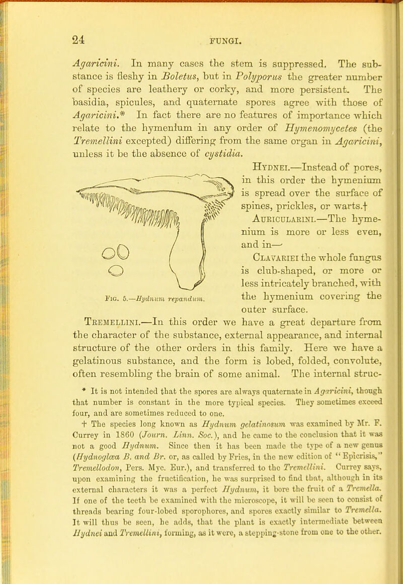 Agaricini. In many cases the stem is suppressed. The sub- stance is fleshy in Boletus, but in Polyporus the greater number of species are leathery or corky, and more persistent. The basidia, spicules, and quaternate spores agree with those of Agaricini.* In fact there are no features of importance which relate to the hymenium in any order of Hymenomycetes (the Tremellini excepted) differing from the same organ in Agaricini, unless it be the absence of cystidia. Hydnei.—Instead of pores, in this order the hymenium is spread over the surface of spines, prickles, or warts.f Aukicclarini.—The hyme- nium is more or less even, and in—- Clavariei the whole fungus is club-shaped, or more or less intricately branched, with the hymenium covering the outer surface. Tremellini.—In this order we have a great departure from the character of the substance, external appearance, and internal structure of the other orders in this family. Here we have a gelatinous substance, and the form is lobed, folded, convolute, often resembling the brain of some animal. The internal struc- * It is not intended that the spores are always quaternate in Agaricini, though that number is constant in the more typical species. They sometimes exceed four, and are sometimes reduced to one. + The species long known as Hydnum gelatinnsum was examined by Mr. F. Currey in 1860 (Journ. Linn. Soc), and he came to the conclusion that it was not a good Hydnum. Since then it has been made the type of a new genus (ffydnofflcea B. and Br. or, as called by Fries, in the new edition of  Epicrisis, Tremellodon, Vers. Myc. Eur.), and transferred to the Tremellini. Currey says, upon examining the fructification, he was surprised to find that, although in its external characters it was a perfect Hydnum, it bore the fruit of a Trcmclla, If one of the teeth be examined with the microscope, it will be seen to consist of threads bearing four-lobed sporophores, and spores exactly similar to Trcmclla. It will thus be seen, he adds, that the plant is exactly intermediate between llydnci and Tremellini, forming, as it were, a stepping-stone from one to the other. 1'ig. 5.—Hydnum repandum.