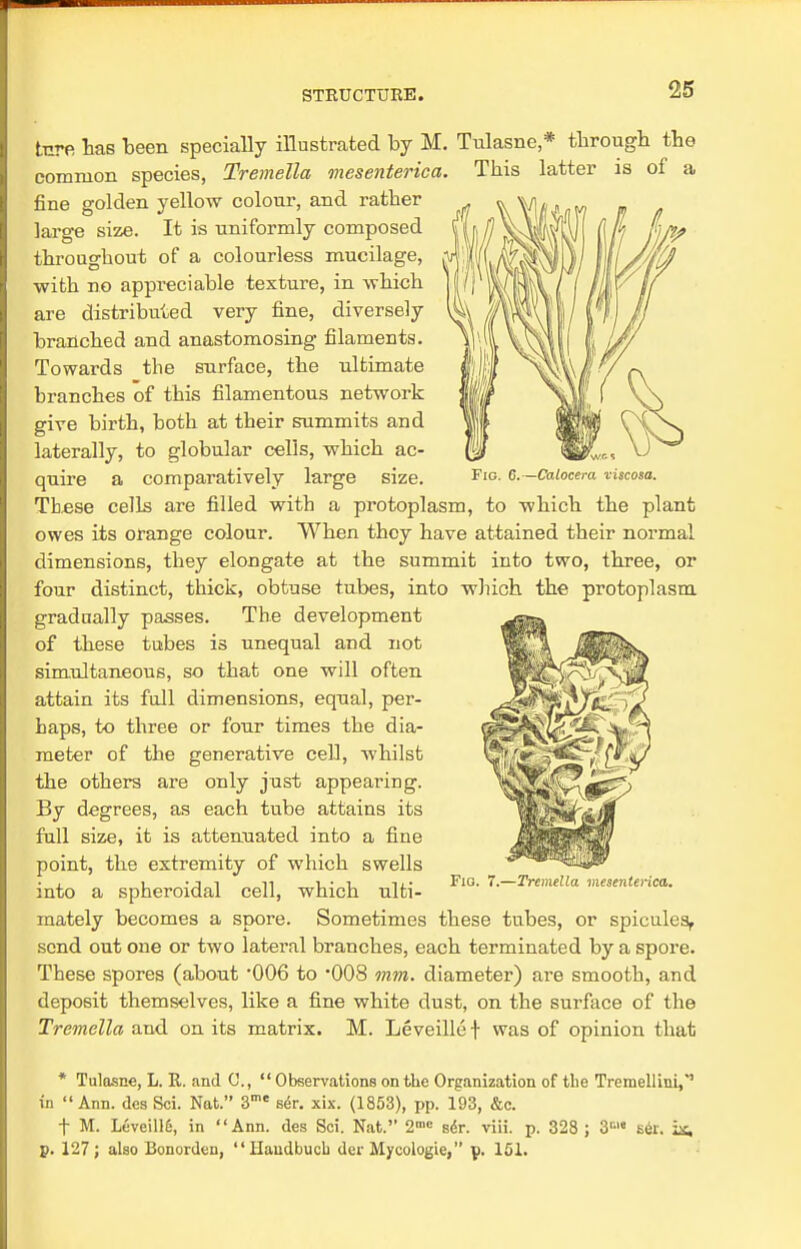 a Fig. 6.—Calocera viscosa. tare has been specially illustrated by M. Tulasne * through the common species, Tremella mesenterica. This latter is of fine golden yellow colour, and rather large size. It is uniformly composed throughout of a colourless mucilage, with no appreciable texture, in which are distributed very fine, diversely branched and anastomosing filaments. Towards the surface, the ultimate branches of this filamentous network give birth, both at their summits and laterally, to globular cells, which ac- quire a comparatively large size. These cells are filled with a protoplasm, to which the plant owes its orange colour. When thoy have attained their normal dimensions, they elongate at the summit into two, three, or four distinct, thick, obtuse tubes, into which the protoplasm gradually passes. The development of these tubes is unequal and not simultaneous, so that one will often attain its full dimensions, equal, per- haps, to three or four times the dia- meter of the generative cell, whilst the others are only just appearing. By degrees, as each tube attains its full size, it is attenuated into a fine point, the extremity of which swells into a spheroidal cell, which ulti- mately becomes a spore. Sometimes these tubes, or spicules, send out one or two lateral branches, each terminated by a spore. These spores (about '006 to 008 mm. diameter) are smooth, and deposit themselves, like a fine white dust, on the surface of the Tremella and on its matrix. M. Leveille \ was of opinion that Fig. 7.—Tremella mesenterica. * Tulasne, L. R. and C, Observations on the Organization of the Tremellini,'' in Ann. des Sci. Nat. 3me se>. xix. (1853), pp. 193, &c. t M. Leveill6, in Ann. des Sci. Nat. 2mB sir. viii. p. 328 ; 3n'« ser. is, p. 127; also Bonordeu,  Haudbucb der Mycologie, p. 151.