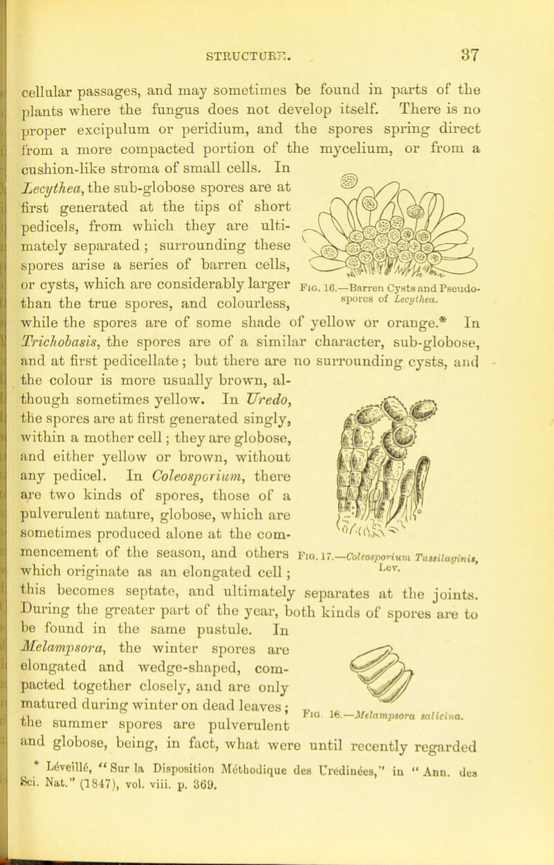 cellular passages, and may sometimes be found in parts of the plants where the fungus does not develop itself. There is no proper excipulum or peridium, and the spores spring direct from a more compacted portion of the mycelium, or from a cushion-like stroma of small cells. In Lecythea, the sub-globose spores are at first generated at the tips of short pedicels, from which they are ulti- mately separated; surrounding these spores arise a series of barren cells, or cysts, which are considerably larger fig. iG.-Barren Cysts and Pseudo- than the true spores, and colourless, spores of Lec^thea- while the spores are of some shade of yellow or orange.* In Tricholasis, the spores are of a similar character, sub-globose, and at first pedicellate ; but there are no surrounding cysts, and the colour is more usually brown, al- though sometimes yellow. In TJredo, the spores are at first generated singly, within a mother cell; they are globose, and either yellow or brown, without any pedicel. In Coleosporium, there are two kinds of spores, those of a pulverulent nature, globose, which are sometimes produced alone at the com- mencement of the season, and others fio. n.-Coieomri%m iksiiiaginu, which originate as an elongated cell; Lev- this becomes septate, and ultimately separates at the joints. During the greater part of the year, both kinds of spores are to be found in the same pustule. In Melampsora, the winter spores are elongated and wedge-shaped, com- pacted together closely, and are only matured during winter on dead leaves; the summer spores are pulverulent and globose, being, in fact, what were until recently regarded * Ldveille, Surla Disposition Methodique des Urcidin<5es, in Ann. des Sci. Nat. (1847), vol. viii. p. 369. Fig. 16.— Melampsora salicina.