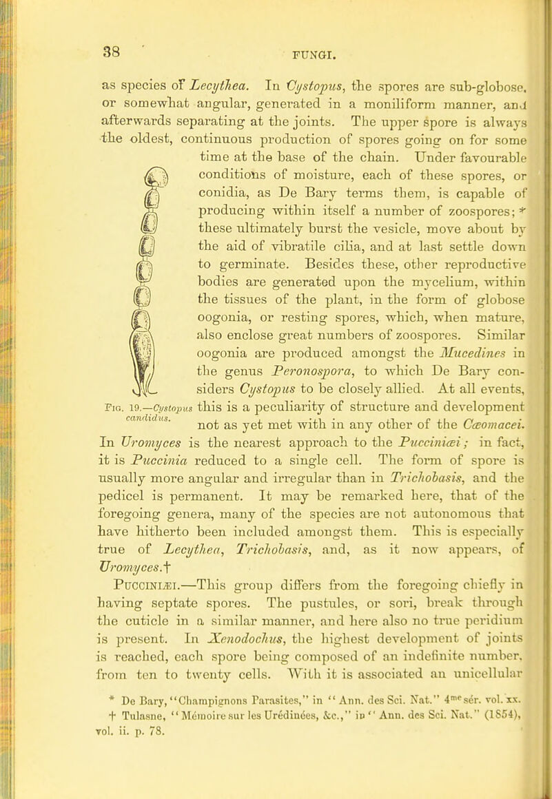 as species of Lecythea. In Cysiopus, the spores are sub-globose, or somewhat angular, generated in a moniliforni manner, and afterwards separating at the joints. The upper spore is always the oldest, continuous production of spores going on for some time at the base of the chain. Under favourable conditions of moisture, each of these spores, or conidia, as De Bary terms them, is capable of producing within itself a number of zoospores; * these ultimately burst the vesicle, move about by the aid of vibratile cilia, and at last settle down to germinate. Besides these, other reproductive bodies are generated upon the mycelium, within the tissues of the plant, in the form of globose oogonia, or resting spores, which, when mature, also enclose great numbers of zoospores. Similar oogonia are produced amongst the Mucedines in the genus Peronospora, to which De Bary con- siders Cystopus to be closely allied. At all events, Fig. Cystopus this is a peculiarity of structure and development not as yet met with in any other of the Cceomacei. In Uromyces is the nearest approach to the Puccinicei; in fact, it is Puccinia reduced to a single cell. The form of spore is usually more angular and irregular than in Trichobasis, and the pedicel is permanent. It may be remained here, that of the foregoing genera, many of the species are not autonomous tbnt have hitherto been included amongst them. This is especially true of Lecythea, Trichobasis, and, as it now appeal*?, of Uromyces.f Puccinl?ei.—This group differs from the foregoing chiefly in having septate spores. The pustules, or sori, break through the cuticle in a similar manner, and here also no true pcridium is present. In JCcnodochus, the highest development of joints is reached, each spore being composed of an indefinite number, from ten to twenty cells. With it is associated an unicellular * De Bary, Champignons Parasites, in Ann. des Sci. Nat. 4mcse>. vol. xx. j t Tulasne,  Memoiresur les Uredindes, &c., id  Ann. des Sci. Nat. (1854), to!, ii. p. 78.