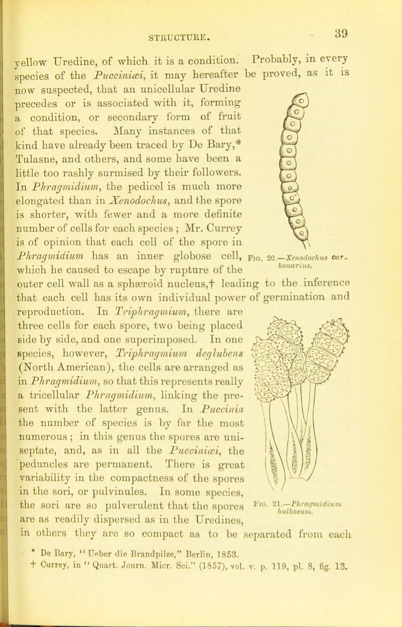 yellow Uredine, of which it is a condition. Probably, in every species of the Puccinicei, it may hereafter be proved, as it is now suspected, that an unicellular Uredine precedes or is associated with it, forming a condition, or secondary form of fruit of that species. Many instances of that kind have already been traced by De Bary,* Tulasne, and others, and some have been a little too rashly surmised by their followers. In Phragmidium, the pedicel is much more elongated than in Xenodoclius, and the spore is shorter, with fewer and a more definite number of cells for each species ; Mr. Currey is of opinion that each cell of the spore in Phragmidium has an inner globose cell, fig. 20.—Xenodoclius ear. which he caused to escape by rupture of the outer cell wall as a sphseroid nucleus,t leading to the inference that each cell has its own individual power of germination and reproduction. In Triphragmium, there are three cells for each spore, two being placed side by side, and one superimposed. In one Bpecies, however, Triphragmium deglubens (North American), the cells are arranged as in Phragmidium, so that this represents really a tricellular Phragmidium, linking the pre- sent with the latter genus. In Puccinia the number of species is by far the most numerous ; in this genus the spores are uni- septate, and, as in all the Puccinicei, the peduncles are permanent. There is great variability in the compactness of the spores in the sori, or pulvinules. In some species, the sori are so pulverulent that the spores are as readily dispersed as in the Uredines, in others they are so compact as to be separated from eacli * De Bary,  Ueber die Brandpilze, Berlin, 1853. t Currey, in Quart. Journ. Micr. Sci. (1S57), vol. v. p. 119, pi. 8, fig. 13. FlO. 21.—Phratjmidium bulbosum.