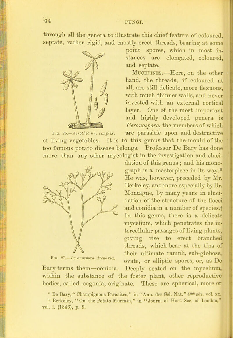 Fig. 26.—Acrothecium simplex. through all the genei*a to illustrate this chief feature of coloured, septate, rather rigid, and mostly erect threads, bearing at some point spores, which in most in- stances are elongated, coloured, and septate. Mucedines.—Here, on the other hand, the threads, if coloured at all, are still delicate, more flexuous, with much thinner walls, and never invested with an external cortical layer. One of the most important and highly developed genera is Peronospora, the members of which are parasitic upon and destructive of living vegetables. It is to this genus that the mould of the too famous potato disease belongs. Professor De Bary has done more than any other mycologist in the investigation and eluci- dation of this genus ; and his mono- graph is a masterpiece in its way.* He was, however, preceded by Mr. Berkeley, and more especially by Dr. Montague, by many years in eluci- dation of the structure of the flocci and conidia in a number of species.f In this genus, there is a delicate mycelium, which penetrates the in- tercellular passages of living plants, giving rise to erect branched threads, which bear at the tips of their ultimate ramuli, sub-globose, ovate, or elliptic spores, or, as De Deeply seated on the mycelium, Flu. '27.—l'cvonoipora Arcnaria. Bary terms them—conidia. within the substance of the foster plant, other reproductive bodies, called oogonia, originate. These are spherical, more or 0 De Bary, Champignons Parasites, in Ann. des Sci. Nat. 4rac s6r. vol. xx. t Berkeley, On the Potato Murrain, in  Journ. of Hort. Soe. of London, vol. i. (1846), p. 9.