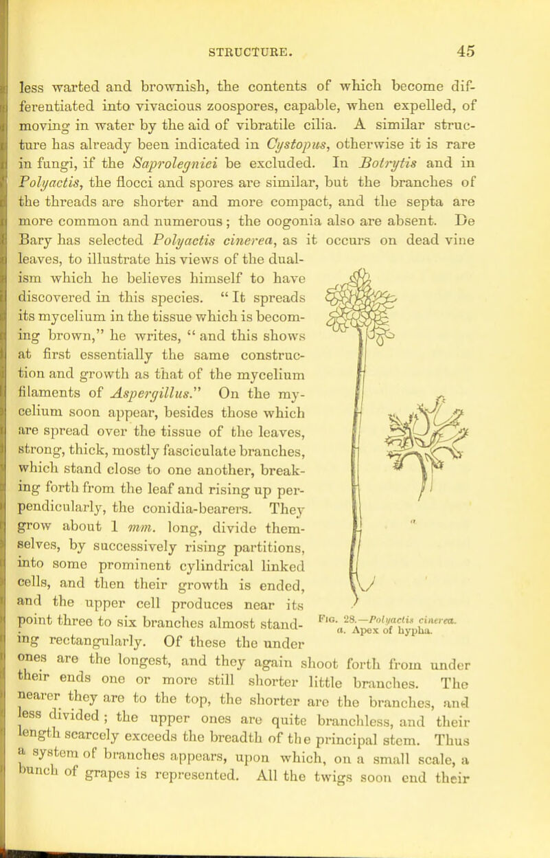 less warfced and brownish, the contents of which become dif- ferentiated into vivacious zoospores, capable, when expelled, of moving in water by the aid of vibratile cilia. A similar struc- ture has already been indicated in Cystopus, otherwise it is rare in fungi, if the Saprolegniei be excluded. In Bolrytis and in Polyactis, the flocci and spores are similar, but the branches of the threads are shorter and more compact, and the septa are more common and numerous ; the oogonia also are absent. Be Bary has selected Polyactis cinerea, as it occurs on dead vine leaves, to illustrate his views of the dual- ism which he believes himself to have discovered in this species.  It spreads its mycelium in the tissue which is becom- ing brown, he writes,  and this shows at first essentially the same construc- tion and growth as that of the mycelium filaments of Aspergillus.'''' On the my- celium soon appear, besides those which are spread over the tissue of the leaves, strong, thick, mostly fasciculate branches, which stand close to one another, break- ing forth from the leaf and rising up per- pendicularly, the conidia-bearers. They grow about 1 mm. long, divide them- selves, by successively rising partitions, into some prominent cylindrical linked cells, and then their growth is ended, and the upper cell produces near its point three to six branches almost stand- ing rectangularly. Of these the under ones are the longest, and they again shoot forth from under their ends one or more still shorter little branches. The nearer they are to the top, the shorter are the branches, and less divided ; the upper ones are quite branchless, and their length scarcely exceeds the breadth of the principal stem. Thus J s^8tem of branches appears, upon which, on a small scale, a bunch of grapes is represented. All the twigs soon end th Fig. 28.—Polyactis cinerea. a. Apex of hypha. eir