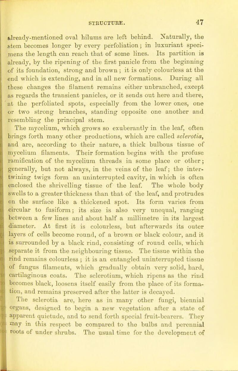 already-mentioned oval hilums are left behind. Naturally, the stem becomes longer by every perforation; in luxuriant speci- mens the length can reach that of some lines. Its partition is already, by the ripening of the first panicle from the beginning of its foundation, strong and brown; it is only colourless at the end which is extending, and in all new formations. During all these changes the filament remains either unbranched, except as regards the transient panicles, or it sends out here and there, at the perfoliated spots, especially from the lower ones, one or two strong branches, standing opposite one another and resembling the principal stem. The mycelium, which grows so exuberantly in the leaf, often brings forth many other productions, which are called sclerotia, and are, according to their nature, a thick bulbous tissue of mycelium filaments. Their formation begins with the profuse ramification of the mycelium threads in some place or other; generally, but not always, in the veins of the leaf; the inter- twining twigs form an uninterrupted cavity, in which is often enclosed the shrivelling tissue of the leaf. The whole body swells to a greater thickness than that of the leaf, and protrudes on the surface like a thickened spot. Its form varies from circular to fusiform; its size is also very unequal, ranging between a few lines and about half a millimetre in its largest diameter. At first it is colourless, but afterwards its outer layers of cells become round, of a brown or black colour, and it is surrounded by a black rind, consisting of round cells, which separate it from the neighbouring tissue. The tissue within the rind remains colourless ; it is an entangled uninterrupted tissue of fungus filaments, which gradually obtain very solid, hard, cartilaginous coats. The sclerotium, which ripens as the rind becomes black, loosens itself easily from the place of its forma- tion, and remains preserved after the latter is decayed. The sclerotia are, here as in many other fungi, biennial organs, designed to begin a new vegetation after a state of apparent quietude, and to send forth special fruit-bearers. They ciay in this respect be compared to the bulbs and perennial roots of under shrubs. The usual time for the development of
