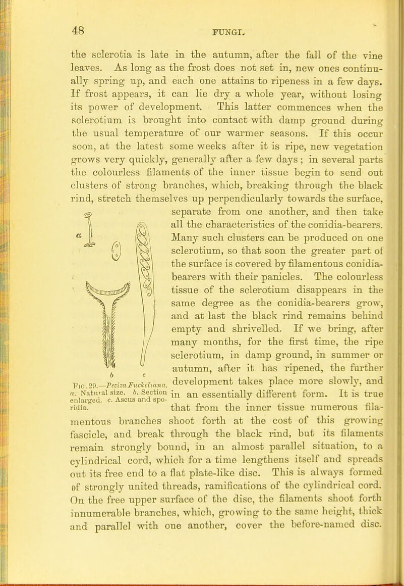 the sclerotia is late in the autumn, after the fall of the vine leaves. As long as the frost does not set in, new ones continu- ally spring up, and each one attains to ripeness in a few days. If frost appears, it can lie dry a whole year, without losing its power of development. This latter commences when the sclerotium is brought into contact with damp ground during the usual temperature of our warmer seasons. If this occur soon, at the latest some weeks after it is ripe, new vegetation £vows very quickly, generally after a few days; in several parts the colourless filaments of the inner tissue bescin to send out clusters of strong branches, which, breaking through the black rind, stretch themselves up perpendicularly towards the surface, separate from one another, and then take all the characteristics of the conidia-bearers. Many such clusters can be produced on one sclerotium, so that soon the greater part of the surface is covered by filamentous conidia- bearers with their panicles. The colourless tissue of the sclerotium disappears in the same degree as the conidia-bearers grow, and at last the black rind remains behind empty and shrivelled. If we bring, after many months, for the first time, the ripe sclerotium, in damp ground, in summer or autumn, after it has ripened, the further Xia.29.-PezizaFucLtana. development takes place more slowly, and re.-Natural size. b. Section {n an essentially different form. It is true enlarged, c. Ascus and spo- >> ridia. that from the inner tissue numerous fila- mentous branches shoot forth at the cost of this gi*owing fascicle, and break through the black rind, but its filaments remain strongly bound, in an almost parallel situation, to a cylindrical cord, which for a time lengthens itself and spreads out its free end to a flat plate-like disc. This is always formed of strongly united threads, ramifications of the cylindrical cord. On the free upper surface of the disc, the filaments shoot forth innumerable branches, which, growing to the same height, thick and parallel with one another, cover the before-named disc.