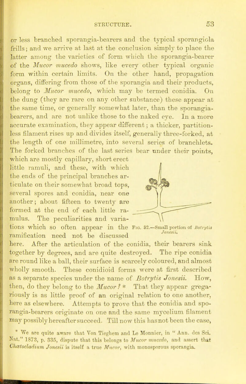 or less branched sporangia-bearers and the typical sporangiola frills; and we arrive at last at the conclusion simplj- to place the latter among the varieties of form which the sporangia-bearer of the Mucor mucedo shows, like every other typical organic form within certain limits. On the other hand, propagation organs, differing from those of the sporangia and their products, belong to Mucor mucedo, which may be termed conidia. On the dung (they are rare on any other substance) these appear at the same time, or generally somewhat later, than the sporangia- bearers, and are not unlike those to the naked eye. In a more accurate examination, they appear different; a thicker, partition- less filament rises up and divides itself, generally three-forked, at the length of one millimetre, into several series of branchlets. The forked branches of the last series bear under their points, which are mostly capillary, short erect little ramuli, and these, with which the ends of the principal branches ar- ticulate on their somewhat broad tops, several spores and conidia, near one another; about fifteen to twenty are formed at the end of each little ra- mulus. The peculiarities and varia- tions which SO often appear in the Fio. 32.—Small portion of Botri/tis ramification need not be discussed here. After the articulation of the conidia, their bearers sink together by degrees, and are quite destroyed. The ripe conidia are round like a ball, their surface is scarcely coloured, and almost wholly smooth. These conidioid forms were at first described as a separate species under the name of Botrytis Jonesii. How, then, do they belong to the Mucor? * That they appear grega- riously is as little proof of an original relation to one another, here as elsewhere. Attempts to prove that the conidia and spo- rangia-bearers originate on one and the same mycelium filament may possiblyhereaftersucceed. Till now this hasnotbeen the case, * We are quite aware that Von Tieghem and Le Monnier, in  Ann. des Sci. Nat. 1873, p. 335, dispute that this belongs to Mucor mucedo, and assert that Cluztocladium Jonesii is itself a true Mucor, with monosporous sporangia.