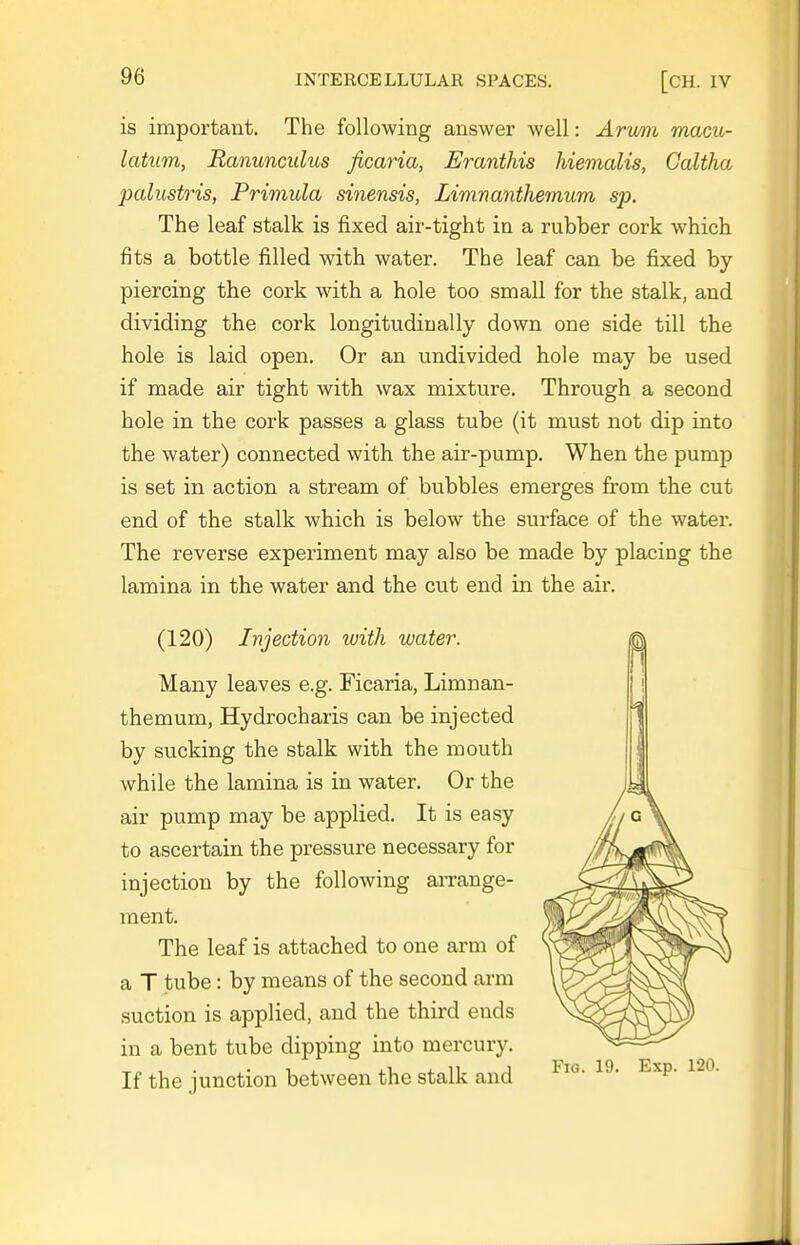 is important. The following answer well: Arumi macu- latum, Ranunculus ficaria, Eranthis hiemalis, Caltha palusto'is, Primula sinensis, Limnanthemum sp. The leaf stalk is fixed air-tight in a rubber cork which fits a bottle filled with water. The leaf can be fixed by piercing the cork with a hole too small for the stalk, and dividing the cork longitudinally down one side till the hole is laid open. Or an undivided hole may be used if made air tight with wax mixture. Through a second hole in the cork passes a glass tube (it must not dip into the water) connected with the air-pump. When the pump is set in action a stream of bubbles emerges from the cut end of the stalk which is below the surface of the water. The reverse experiment may also be made by placing the lamina in the water and the cut end in the air. (120) Injection with water. Many leaves e.g. Ficaria, Limnan- themum, Hydrocharis can be injected by sucking the stalk with the mouth while the lamina is in water. Or the air pump may be applied. It is easy to ascertain the pressure necessary for injection by the following aiTange- ment. The leaf is attached to one arm of a T tube: by means of the second arm suction is applied, and the third ends in a bent tube dipping into mercury. If the junction between the stalk and Fig. 19. Exp. 120.