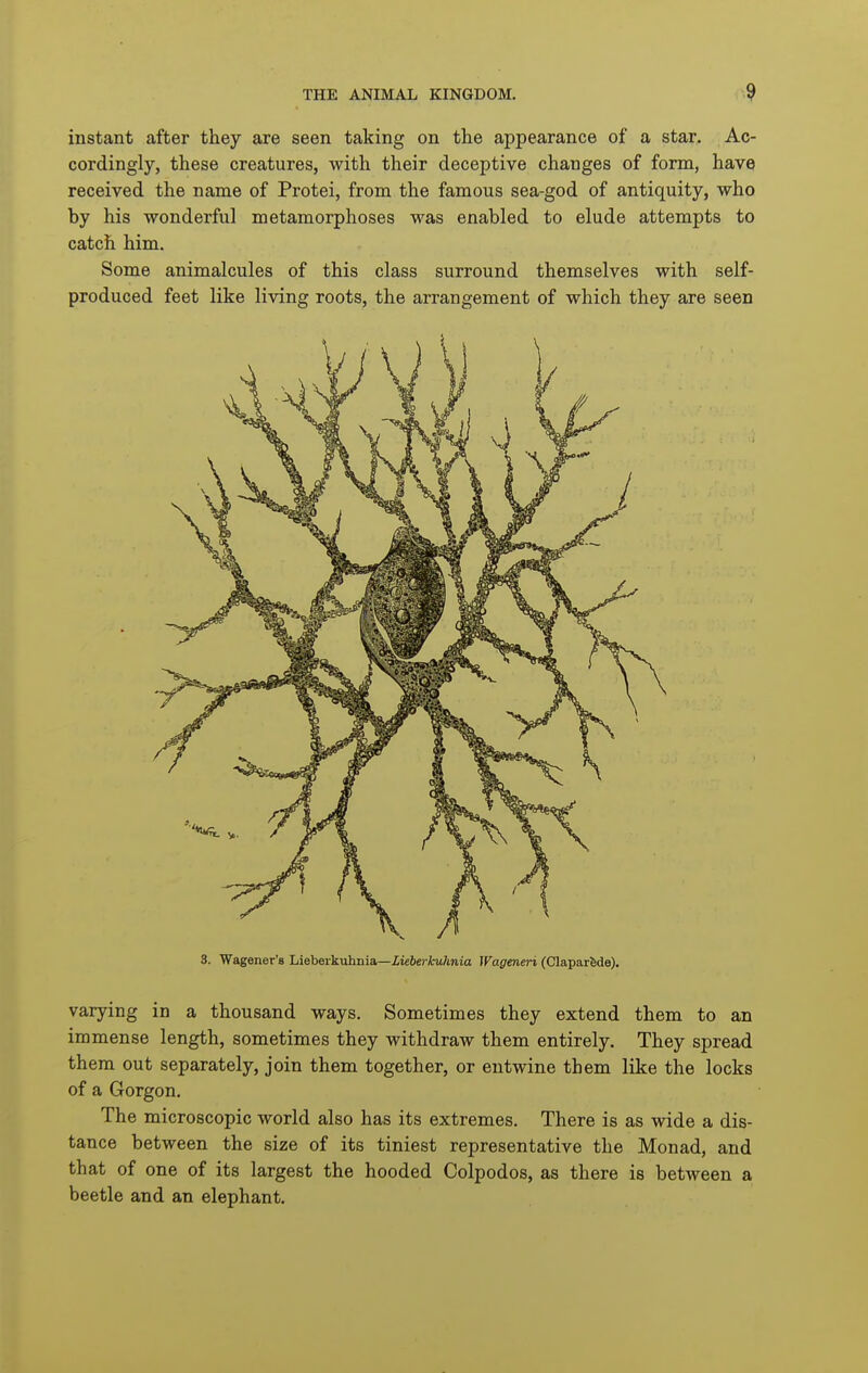 instant after they are seen taking on the appearance of a star. Ac- cordingly, these creatures, with their deceptive changes of form, have received the name of Protei, from the famous sea-god of antiquity, who by his wonderful metamorphoses was enabled to elude attempts to catch him. Some animalcules of this class surround themselves with self- produced feet like living roots, the arrangement of which they are seen 3. Wagener's Lieberkuhnia—Zieberkulmia Wageneri (Clapartde). varying in a thousand ways. Sometimes they extend them to an immense length, sometimes they withdraw them entirely. They spread them out separately, join them together, or entwine them like the locks of a Gorgon. The microscopic world also has its extremes. There is as wide a dis- tance between the size of its tiniest representative the Monad, and that of one of its largest the hooded Colpodos, as there is between a beetle and an elephant.
