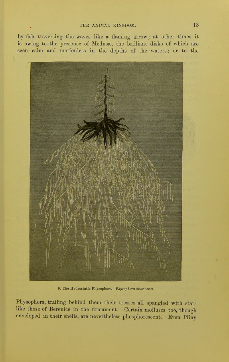 by fish traversing the waves like a flaming arrow; at other times it is owing to the presence of Medusae, the brilliant disks of which are seen calm and motionless in the depths of the waters; or to the 6. The Hydrostatic Physophora—Physophora rnvzonema. Physophora, trailing behind them their tresses all spangled with stars like those of Berenice in the firmament. Certain molluscs too, though enveloped in their shells, are nevertheless phosphorescent. Even Pliny