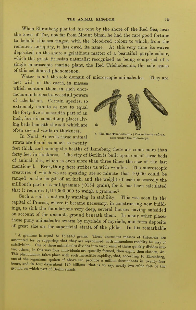 8. The Red Trichodesmia (Trichodesmia rubra), seen iinder the microscope. When Ehrenberg planted his tent by the shore of the Eed Sea, near the town of Tor, not far from Mount Sinai, he had the rare good fortune to behold this sea tinged with the blood-red colour to which, from the remotest antiquity, it has owed its name. At this very time its waves deposited on the shore a gelatinous matter of a beautiful purple colour, which the great Prussian naturalist recognized as being composed of a single microscopic marine plant, the Eed Trichodesmia, the sole cause of this celebrated phenomenon. Water is not the sole domain of microscopic animalcules. They are met with in the earth, in masses which contain them in such enor- mous numbers as to exceed all powers of calculation. Certain species, so extremely minute as not to equal the forty-five thousandth part of an inch, form in some damp places liv- ing beds beneath the soil which are often several yards in thickness. In North America these animal strata are found as much as twenty feet thick, and among the heaths of Luneburg there are some more than forty feet in thickness. The city of Berlin is built upon one of these beds of animalcules, which is even more than three times the size of the last mentioned. Everything here strikes us with wonder. The microscopic creatures of which we are speaking are so minute that 10,000 could be ranged on the length of an inch, and the weight of each is scarcely the millionth part of a milligramme (-0154 grain), for it has been calculated that it requires 1,111,500,000 to weigh a gramme.^ Such a soil is naturally wanting in stability. This was seen in the capital of Prussia, where it became necessary, in constructing new build- ings, to sink the foundations very deep, several houses having subsided on account of the unstable ground beneath them. In many other places these puny animalcules swarm by myriads of myriads, and form deposits of great size on the superficial strata of the globe. In his remarkable *A gramme is equal to 15-4440 grains. These enormous masses of Infusoria are accounted for by supposing that they are reproduced with miraculous rapidity by way of subdivision. One of these animalcules divides into two; each of these quickly divides into two others; in this way four individuals are speedily formed, then eight, then sixteen, &c This phenomenon takes place with such incredible rapidity, that, according to Ehrenberg, one of the organisms spoken of above can produce a milUon descendants in twenty-fou^ hours, and in four days about 140 billions; that is to say, nearly two cubic feet of the ground on which part of Berlin stands.