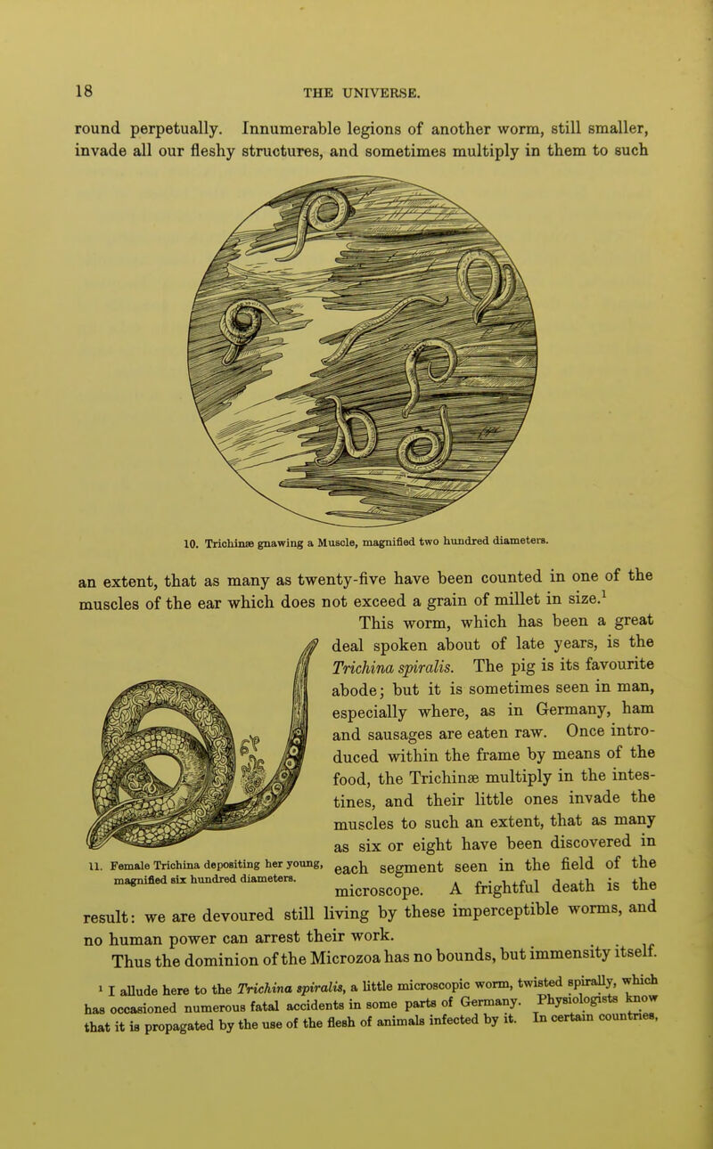 round perpetually. Innumerable legions of another worm, still smaller, invade all our fleshy structures, and sometimes multiply in them to such 10. TrichinsB gnawing a Muscle, magnified two hundred diameters. an extent, that as many as twenty-five have been counted in one of the muscles of the ear which does not exceed a grain of millet in size.^ This worm, which has been a great deal spoken about of late years, is the Trichina spiralis. The pig is its favourite abode; but it is sometimes seen in man, especially where, as in Germany, ham and sausages are eaten raw. Once intro- duced within the frame by means of the food, the Trichinae multiply in the intes- tines, and their little ones invade the muscles to such an extent, that as many as six or eight have been discovered in each segment seen in the field of the microscope. A frightful death is the result: we are devoured still living by these imperceptible worms, and no human power can arrest their work. Thus the dominion of the Microzoa has no bounds, but immensity itself. »I allude here to the Trichina spiralis, a Uttle microscopic worm, twisted spiraUy, which has occasioned numerous fatal accidents in some parts of Germany. Physiologists know that it is propagated by the use of the flesh of animals infected by it. In certain countries. 11. Female Trichina depositing her young, magnified six hundred diameters.