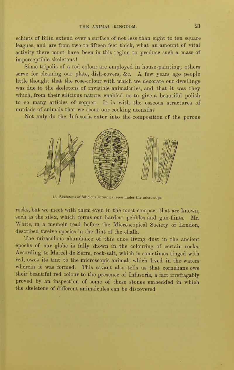 schists of Bilin extend over a surface of not less than eight to ten square leagues, and are from two to fifteen feet thick, what an amount of vital activity there must have been in this region to produce such a mass of imperceptible skeletons! Some tripolis of a red colour are employed in house-painting; others serve for cleaning our plate, dish-covers, &c. A few years ago people little thought that the rose-colour with which we decorate our dwellings was due to the skeletons of invisible animalcules, and that it was they which, from their silicious nature, enabled us to give a beautiful polish to so many articles of copper. It is with the osseous structures of mraads of animals that we scour our cooking utensils 1 Not only do the Infusoria enter into the composition of the porous 13. Skeletons of Silicious Infusoria, seen under the microscope. rocks, but we meet with them even in the most compact that are known, such as the silex, which forms our hardest pebbles and gun-flints. Mr. White, in a memoir read before the Microscopical Society of London, described twelve species in the flint of the chalk. The miraculous abundance of this once living dust in the ancient epochs of our globe is fully shown <in the colouring of certain rocks. According to Marcel de Serre, rock-salt, which is sometimes tinged with red, owes its tint to the microscopic animals which lived in the waters wherein it was formed. This savant also tells us that cornelians owe their beautiful red colour to the presence of Infusoria, a fact irrefragably proved by an inspection of some of these stones embedded in which the skeletons of diff'erent animalcules can be discovered
