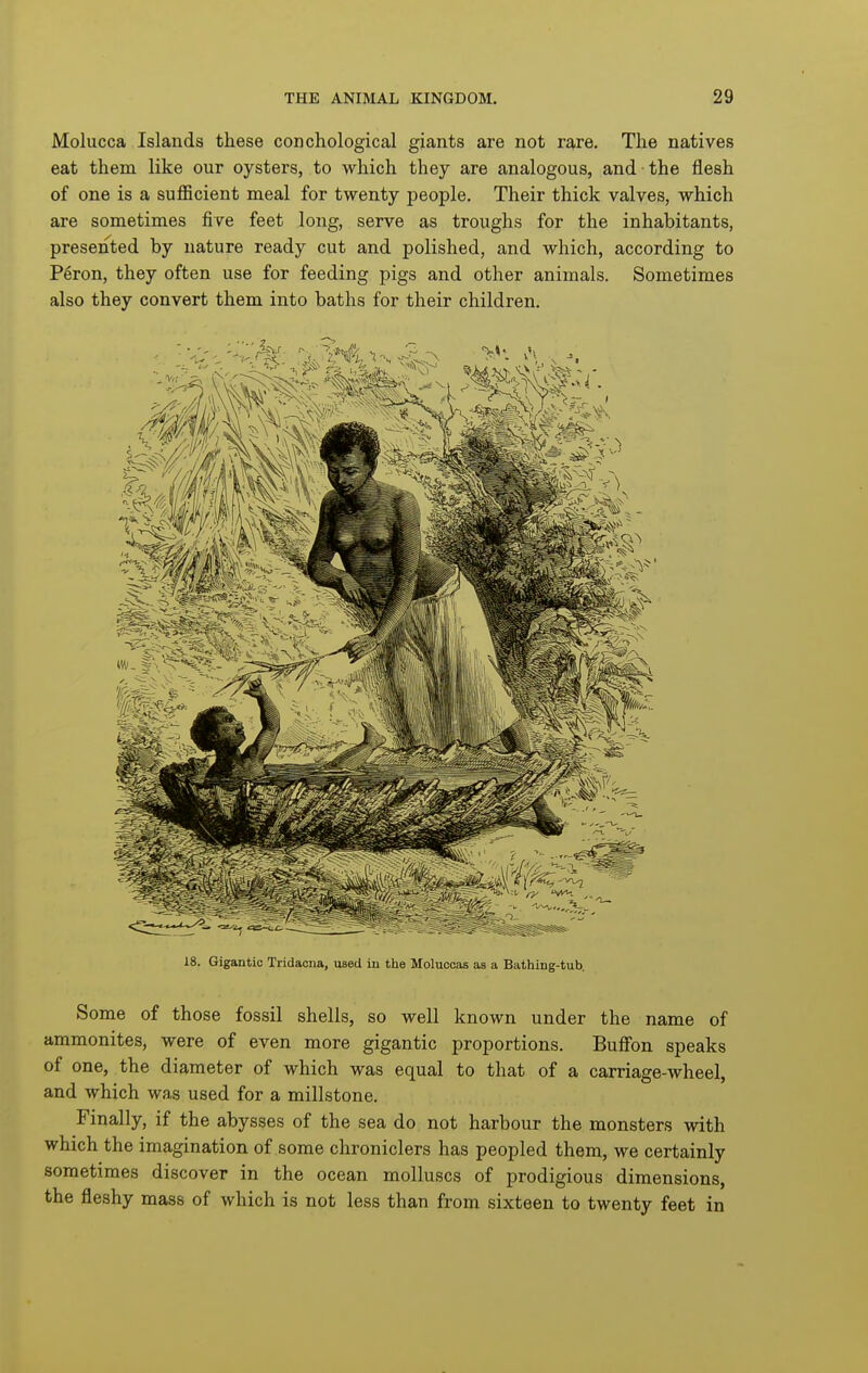 Molucca Islands these conchological giants are not rs^re. The natives eat them like our oysters, to which they are analogous, and the flesh of one is a suflScient meal for twenty people. Their thick valves, which are sometimes five feet long, serve as troughs for the inhabitants, presented by nature ready cut and polished, and which, according to Peron, they often use for feeding pigs and other animals. Sometimes also they convert them into baths for their children. 18. Gigantic Tridacna, used in the Moluccas as a Bathing-tub. Some of those fossil shells, so well known under the name of ammonites, were of even more gigantic proportions. Bufi'on speaks of one, the diameter of which was equal to that of a carriage-wheel, and which was used for a millstone. Finally, if the abysses of the sea do not harbour the monsters with which the imagination of some chroniclers has peopled them, we certainly sometimes discover in the ocean molluscs of prodigious dimensions, the fleshy mass of which is not less than from sixteen to twenty feet in