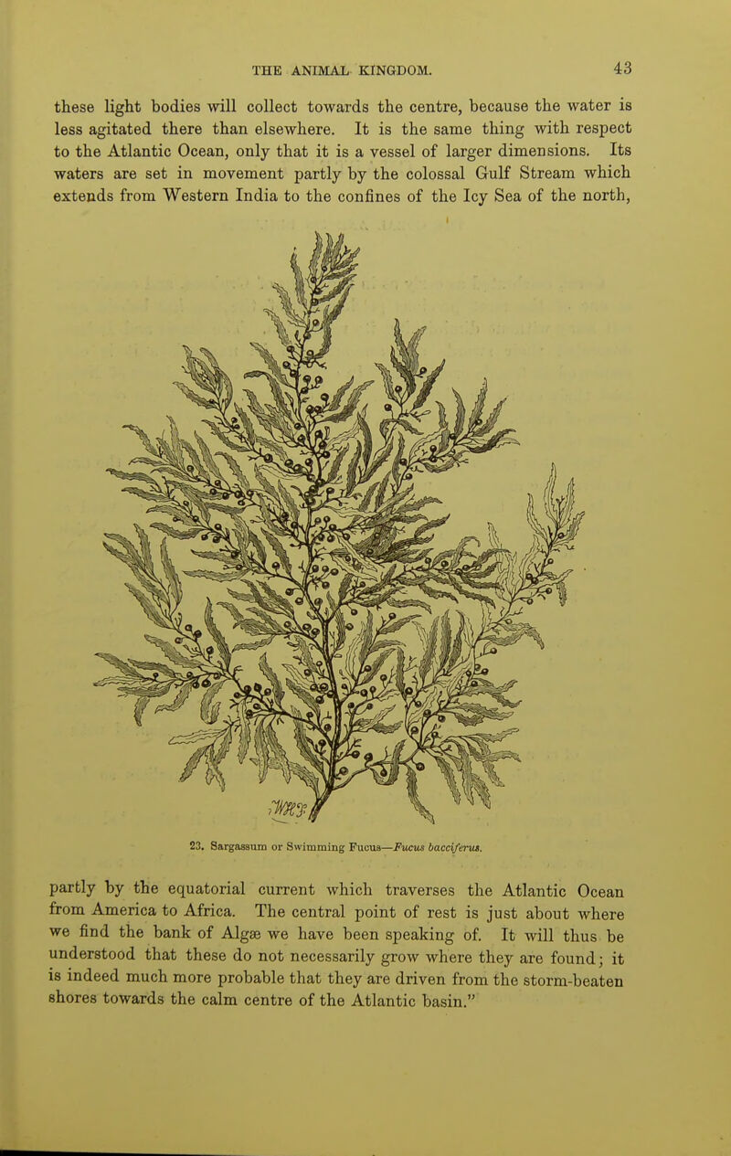 these light bodies will collect towards the centre, because the water is less agitated there than elsewhere. It is the same thing with respect to the Atlantic Ocean, only that it is a vessel of larger dimensions. Its waters are set in movement partly by the colossal Gulf Stream which extends from Western India to the confines of the Icy Sea of the north. 23. Sargasaum or Swimming Pucus—Fitcm bacciferut. partly by the equatorial current which traverses the Atlantic Ocean from America to Africa. The central point of rest is just about where we find the bank of Algse we have been speaking of. It will thus be understood that these do not necessarily grow where they are found; it is indeed much more probable that they are driven from the storm-beaten shores towards the calm centre of the Atlantic basin.