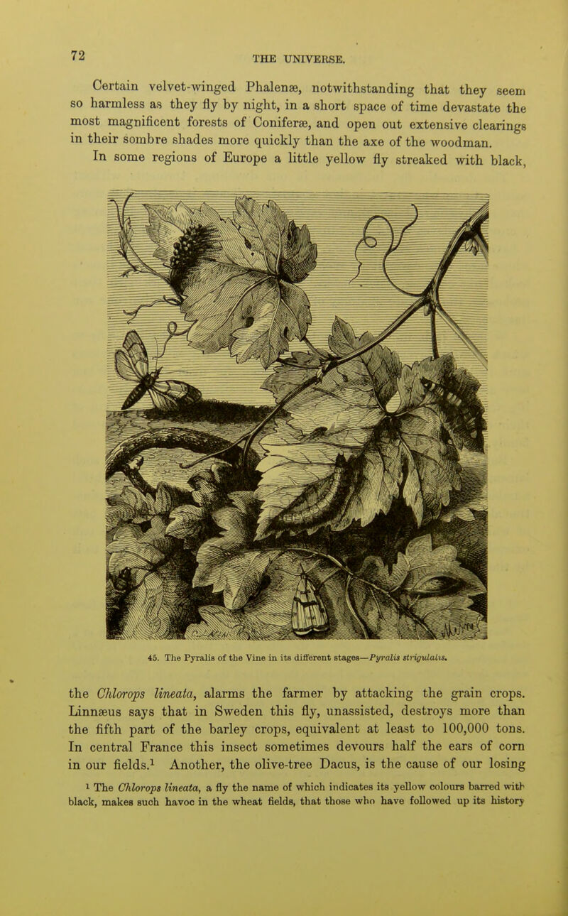 Certain velvet-winged Phalense, notwithstanding that they seem so harmless as they fly by night, in a short space of time devastate the most magnificent forests of Coniferae, and open out extensive clearings in their sombre shades more quickly than the axe of the woodman. In some regions of Europe a little yellow fly streaked with black, 45. The Pyralis of the Vine in its different stages—Pyralw sti-igvJ.alis. the Chlorops lineata, alarms the farmer by attacking the grain crops. Linnaeus says that in Sweden this fly, unassisted, destroys more than the fifth part of the barley crops, equivalent at least to 100,000 tons. In central France this insect sometimes devours half the ears of corn in our fields.^ Another, the olive-tree Dacus, is the cause of our losing 1 The Chlorops lineata, a fly the name of which indicates its yellow colours barred with black, makes such havoc in the wheat fields, that those who have followed up its history