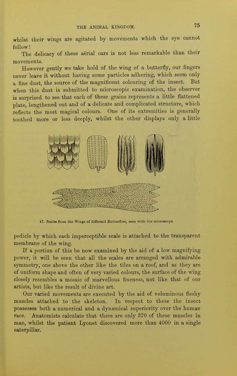 whilst their wings are agitated by movements which the eye cannot follow! The delicacy of these aerial oars is not less remarkable than their movements. However gently we take hold of the wing of a butterfly, our fingers never leave it without having some particles adhering, which seem only a fine dust, the source of the magnificent colouring of the insect. But when this dust is submitted to microscopic examination, the observer is surprised to see that each of these grains represents a little flattened plate, lengthened out and of a delicate and complicated structure, which reflects the most magical colours. One of its extremities is generally toothed more or less deeply, whilst the other displays only a little 47. Scales from the Wings of different Butterflies, seen with the microscope. pedicle by which each imperceptible scale is attached to the transparent membrane of the wing. If a portion of this be now examined by the aid of a low magnifying power, it will be seen that all the scales are arranged with admirable symmetry, one above the other like the tiles on a roof, and as they are of uniform shape and often of very varied colours, the surface of the wing closely resembles a mosaic of marvellous fineness, not like that of our artists, but like the result of divine art. Our varied movements are executed by the aid of voluminous fleshy muscles attached to the skeleton. In respect to these the insect possesses both a numerical and a dynamical superiority over the human race. Anatomists calculate that there are only 370 of these muscles in man, whilst the patient Lyonet discovered more than 4000 in a single caterpillar.